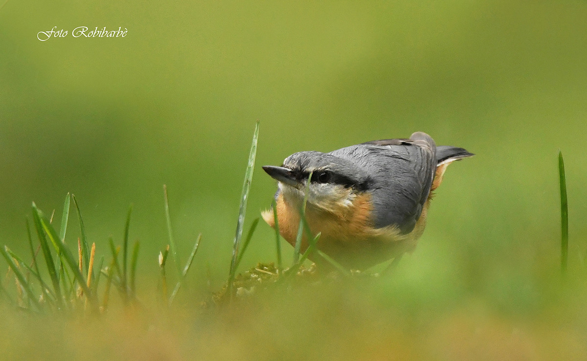 Woodpecker mason....