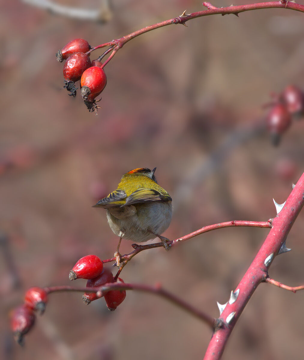 fiorrancino on wild rose