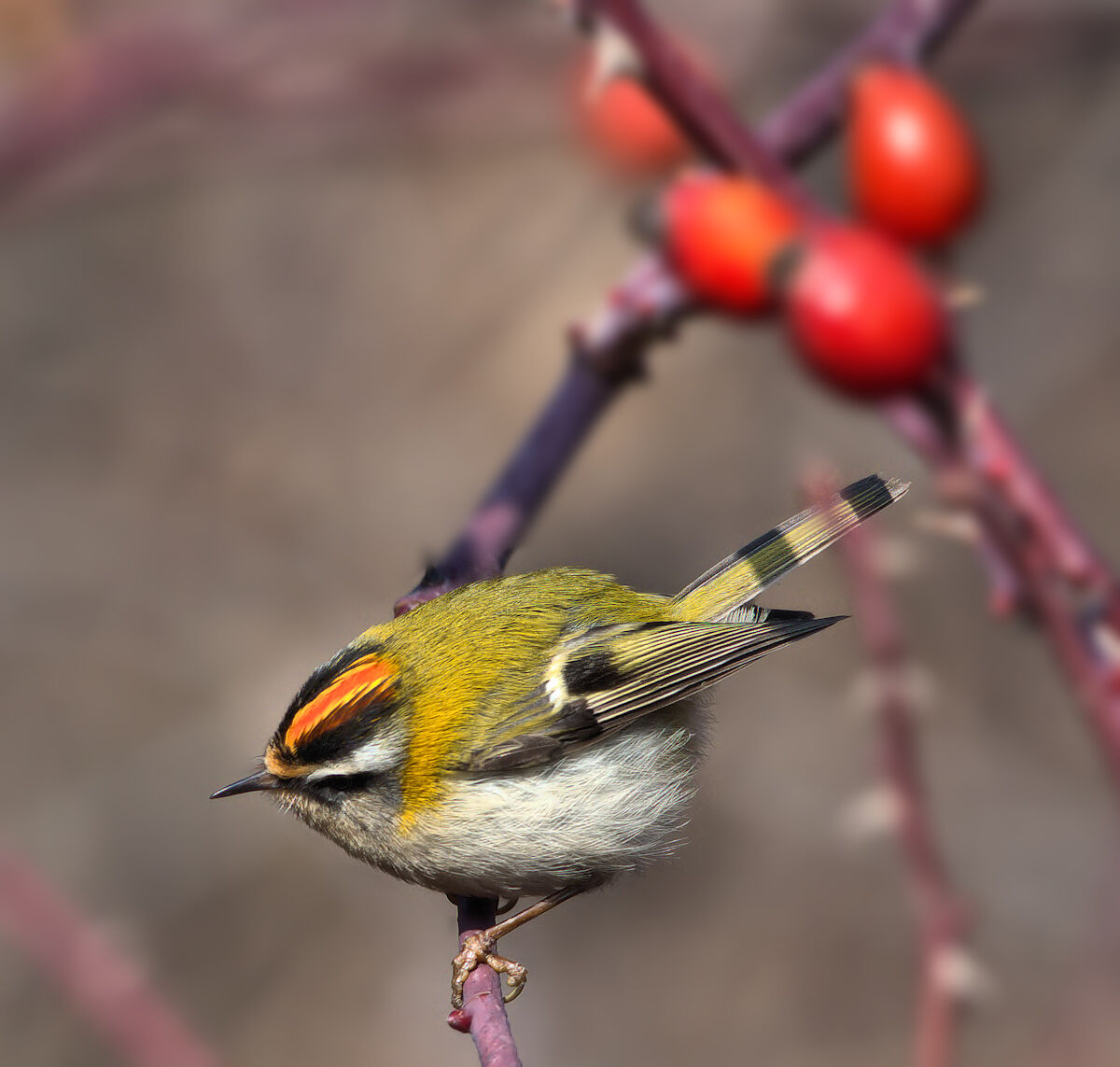 fiorrancino on wild rose