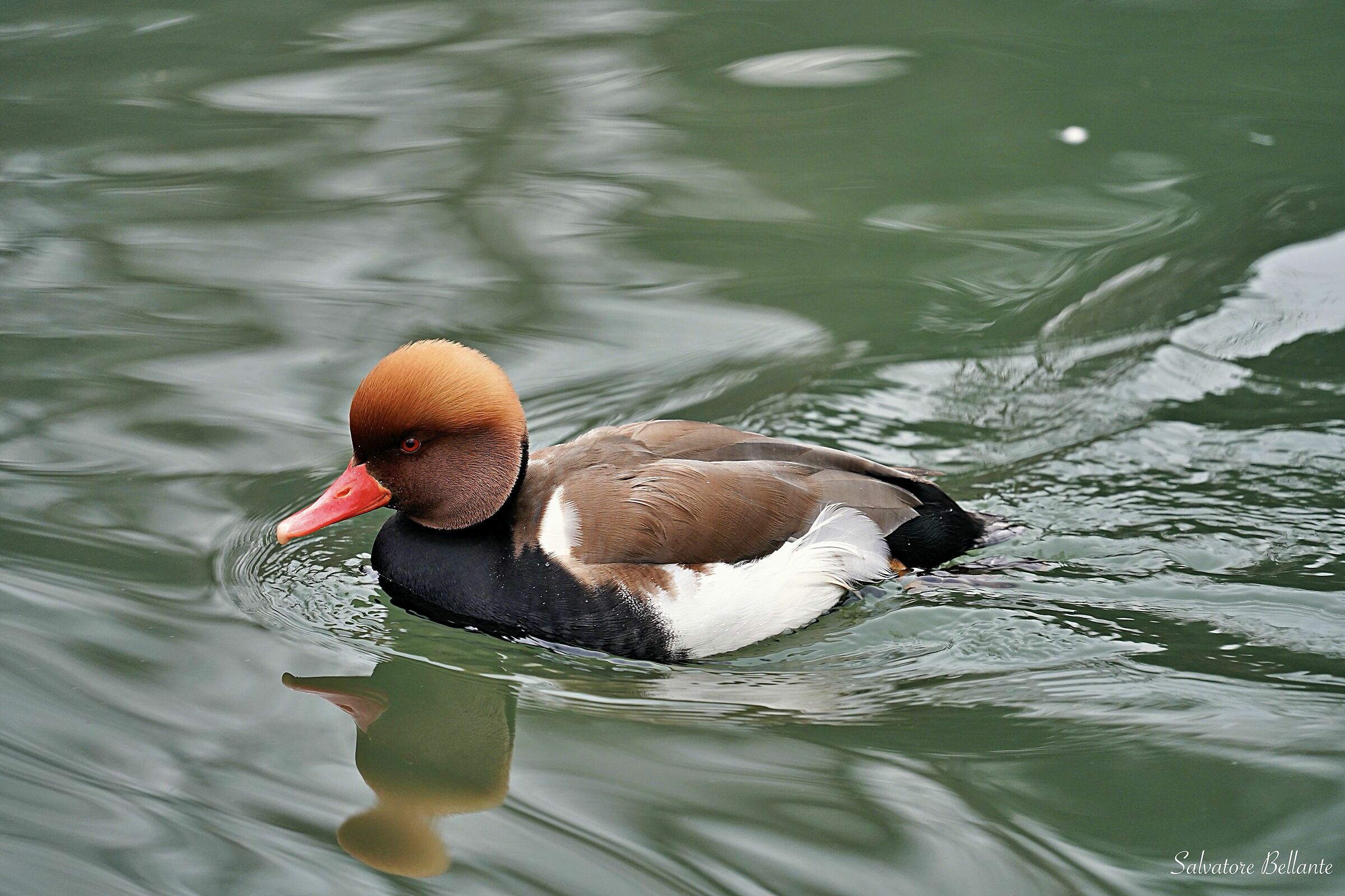 Maschio di Fistione Turco Netta rufina