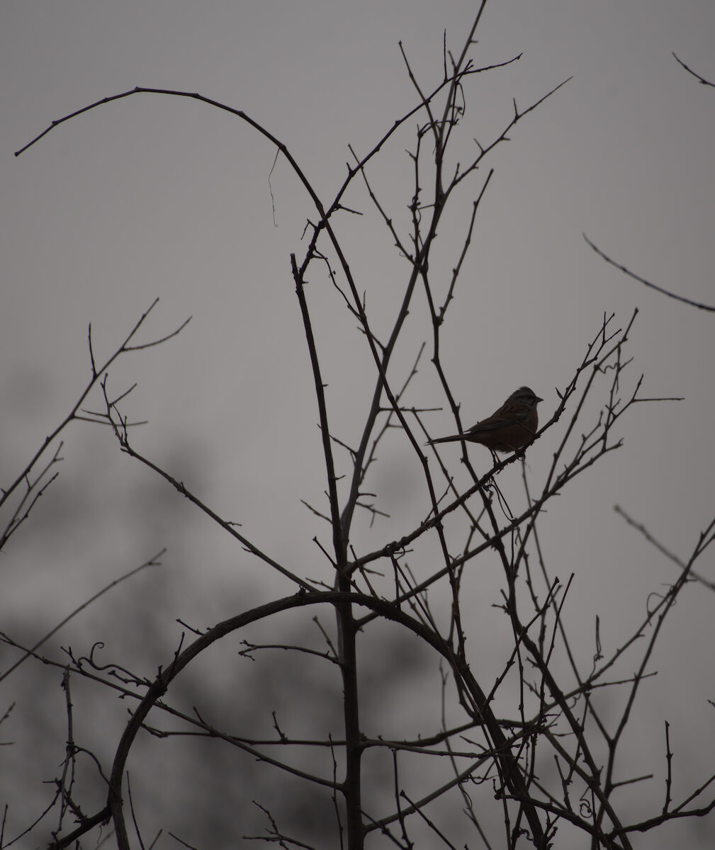 muciatto cheekbone in dusk