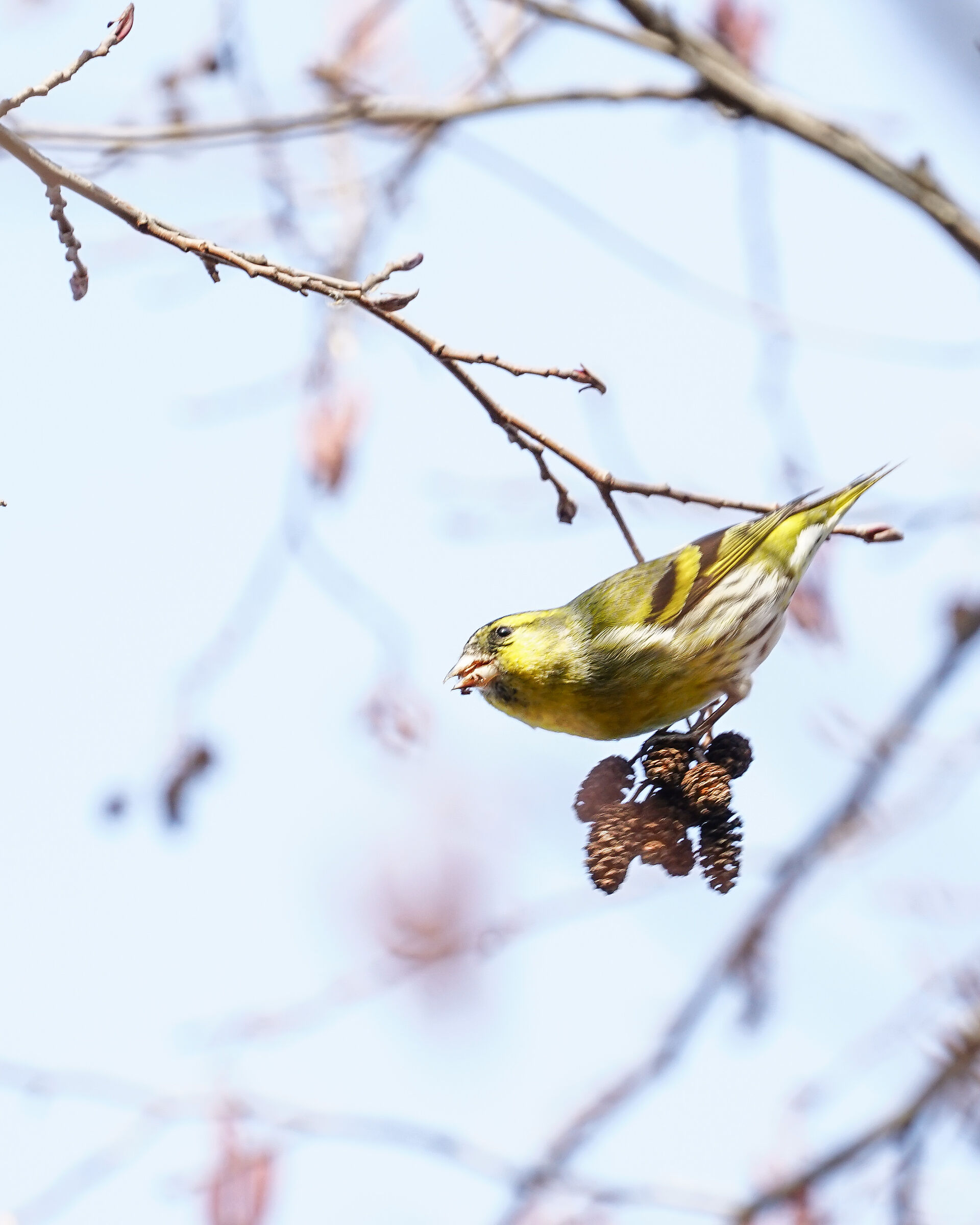 Luì Green - Wood warbler