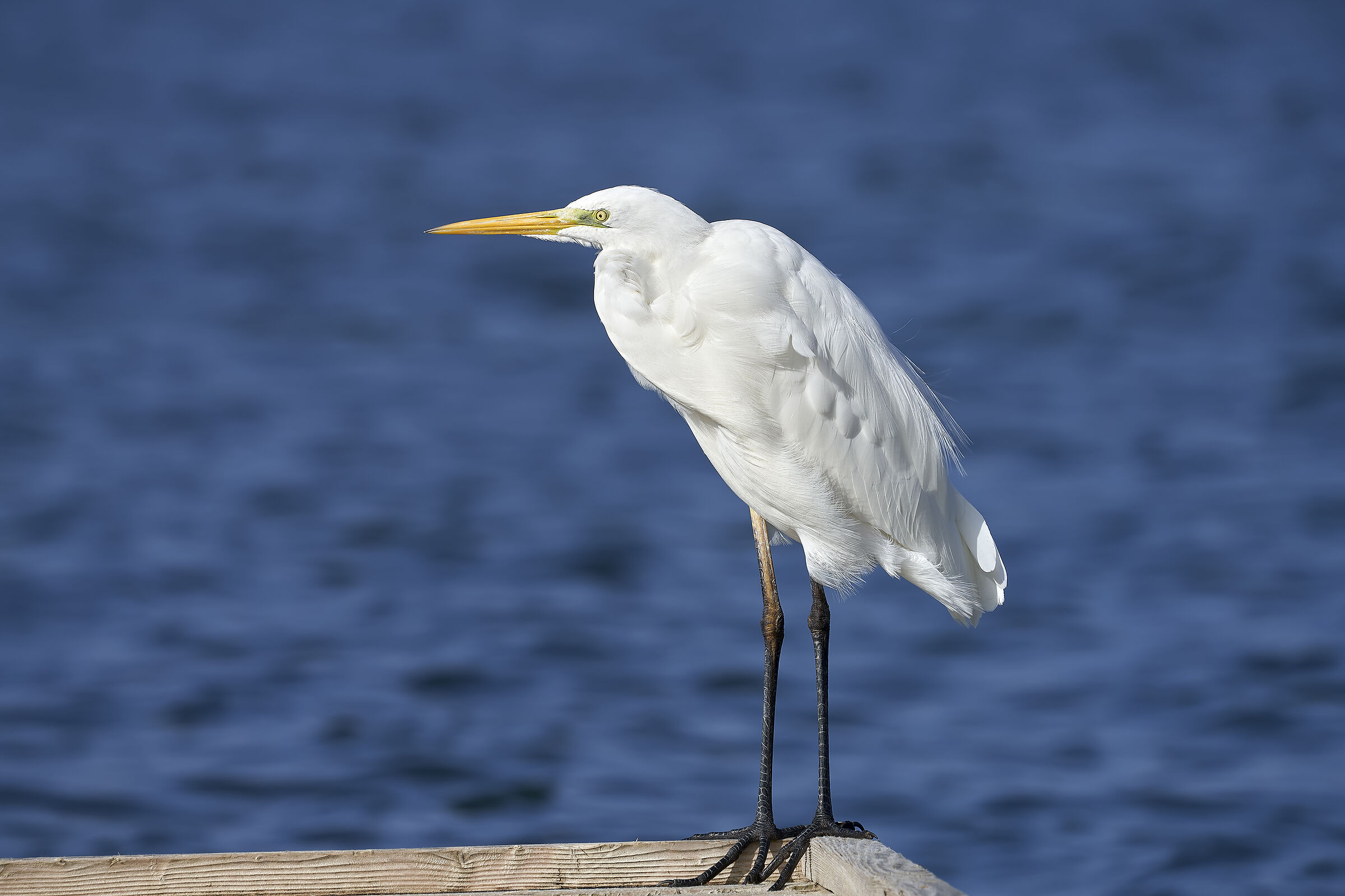 Airone bianco maggiore