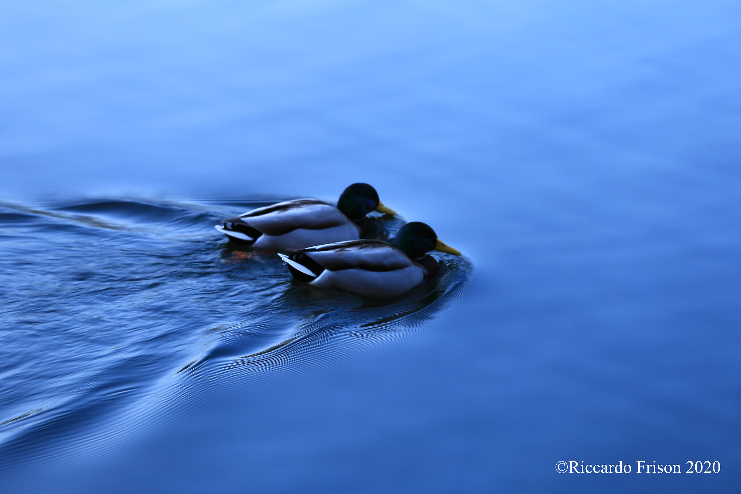 Birds at the Dam of the Pamperduto of Somma Lombardo (Va)