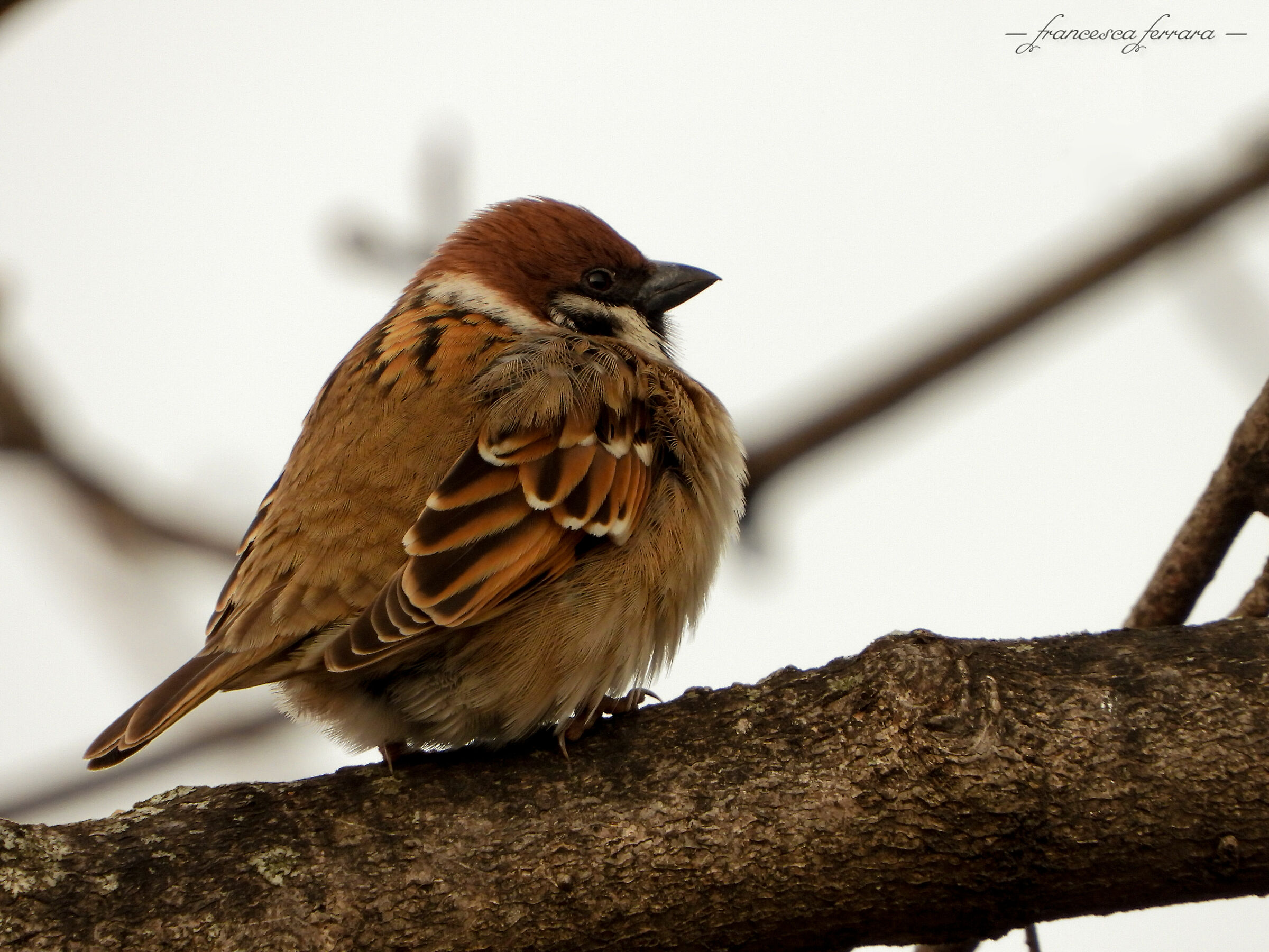 Male Mastol Passera (Passer Montanus)