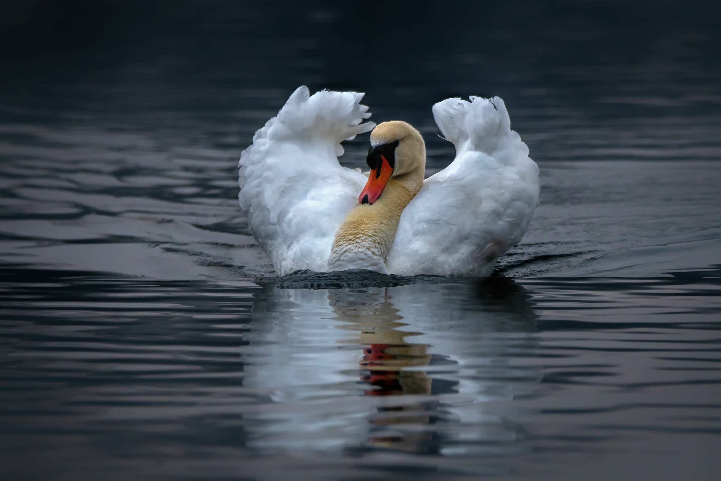 Swan