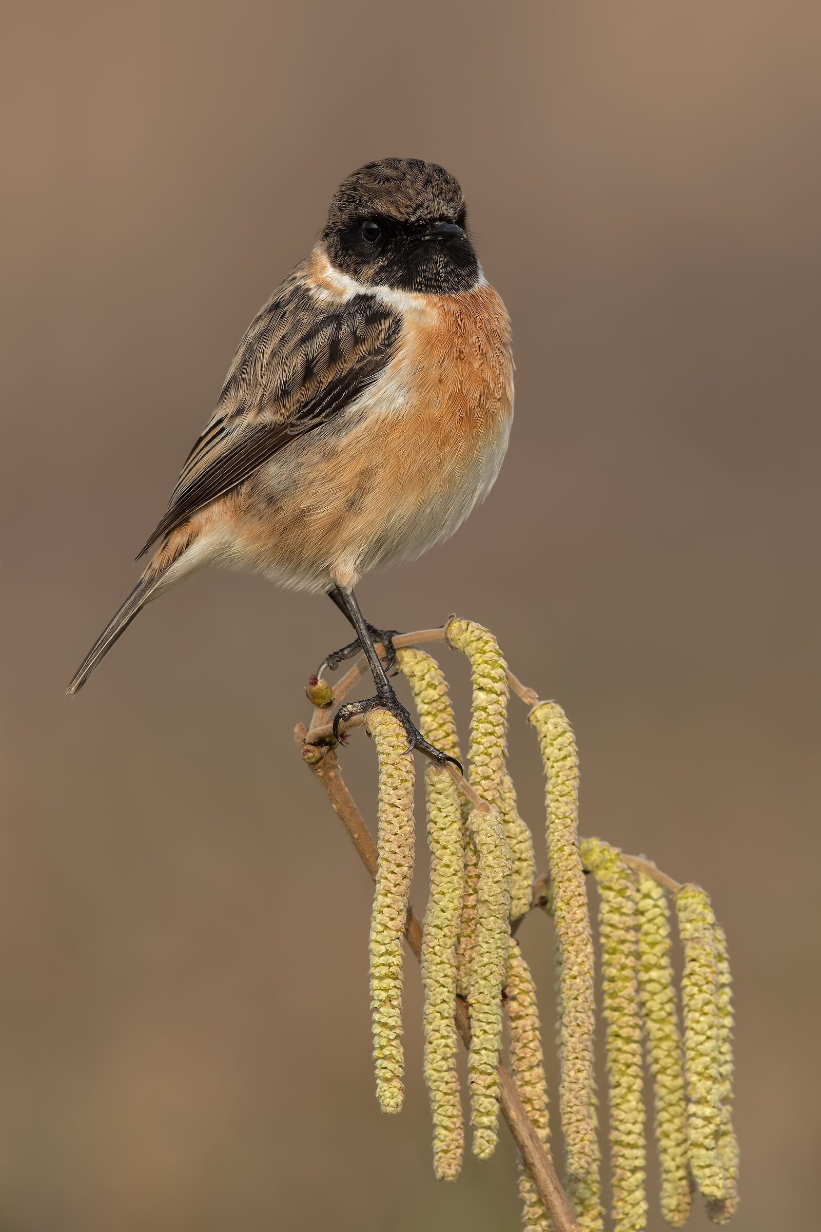 Fiori del nocciolo con saltimpalo