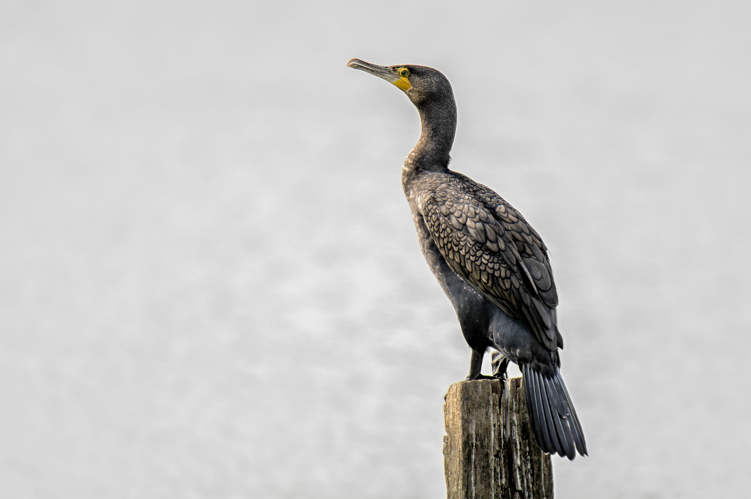 Cormorant