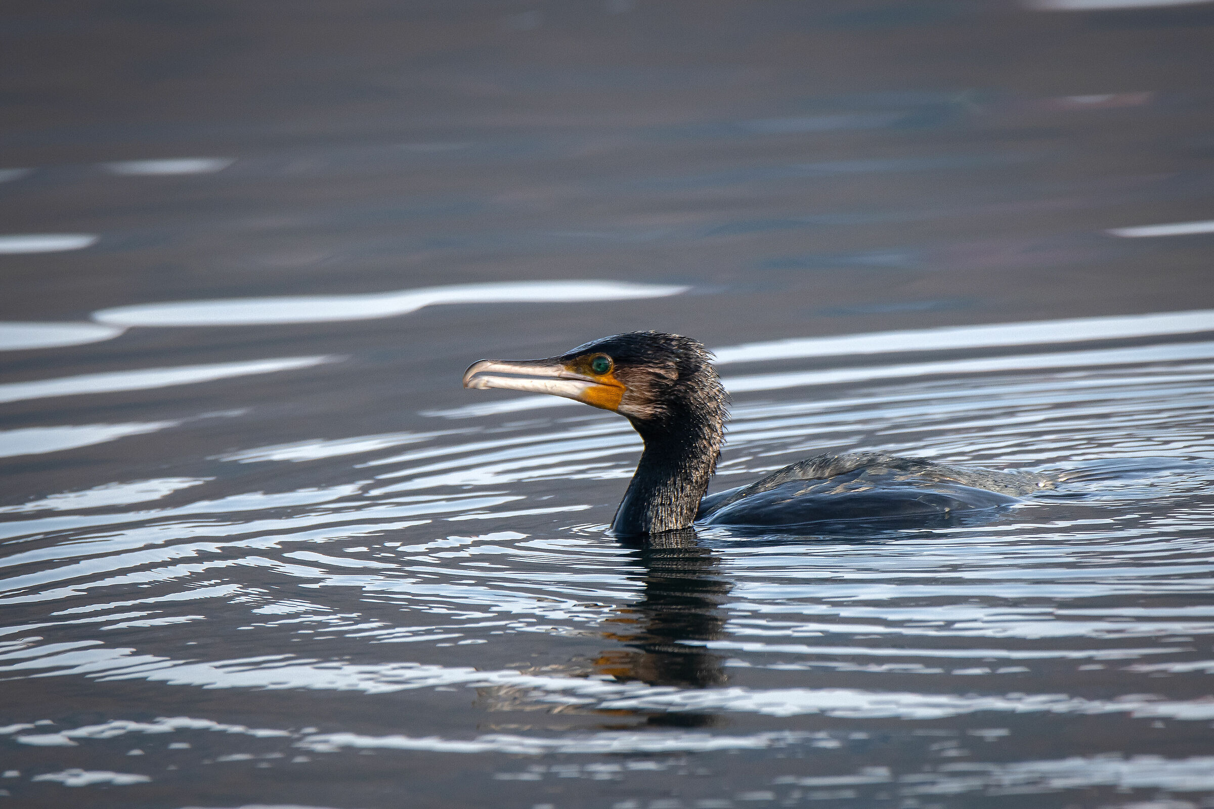 Cormorant