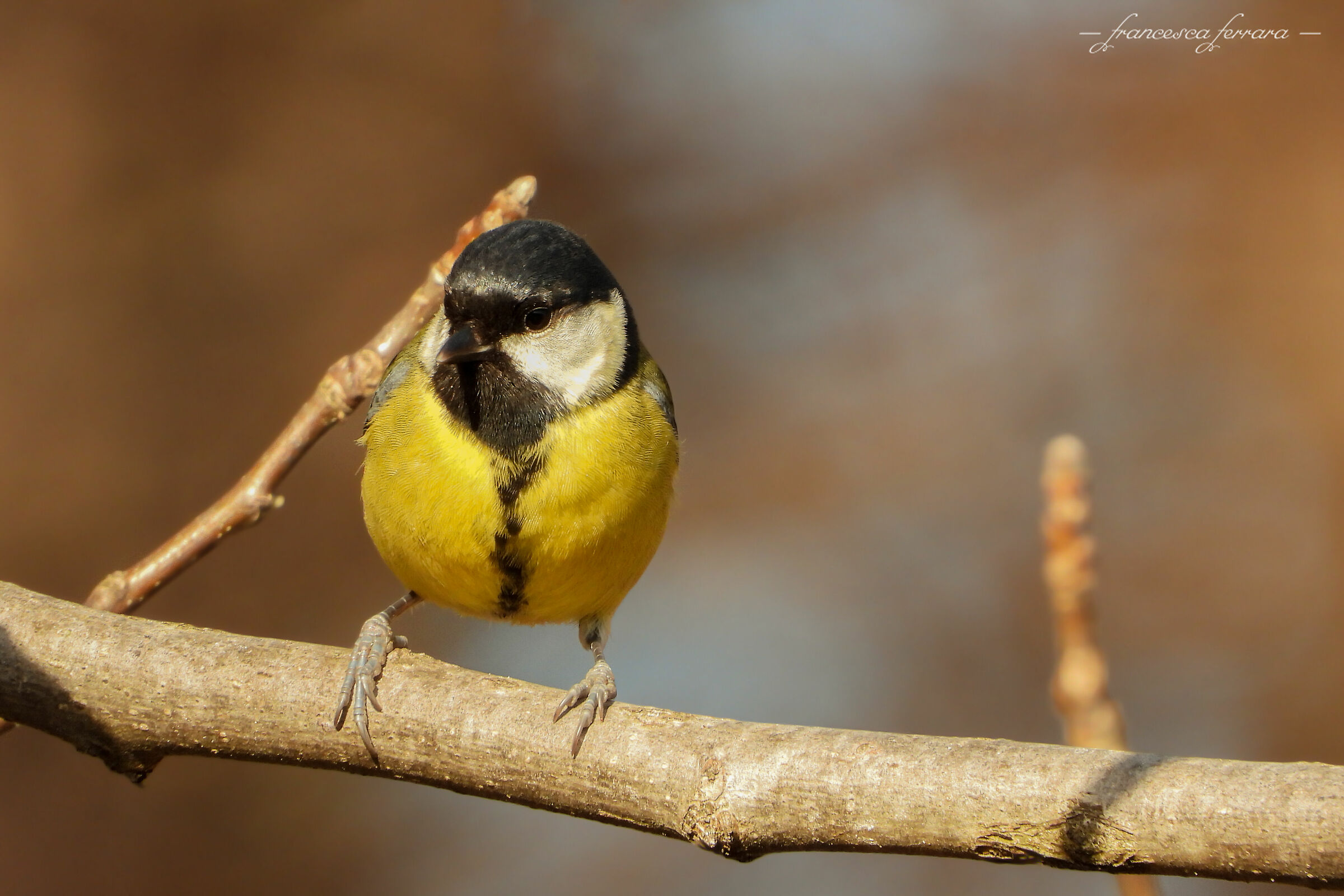 Cinciallegra (Parus Major)