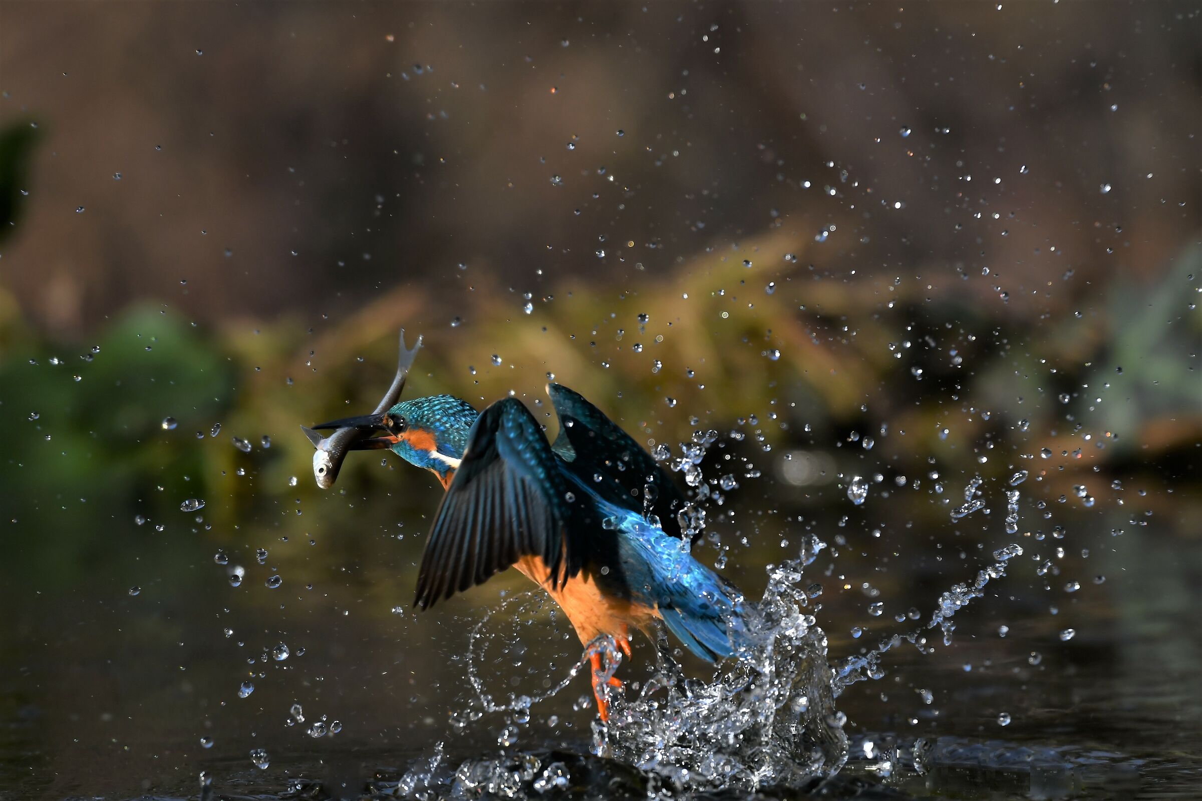 Il frutto del tuffo...