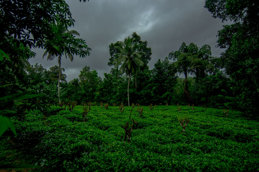 Tea field