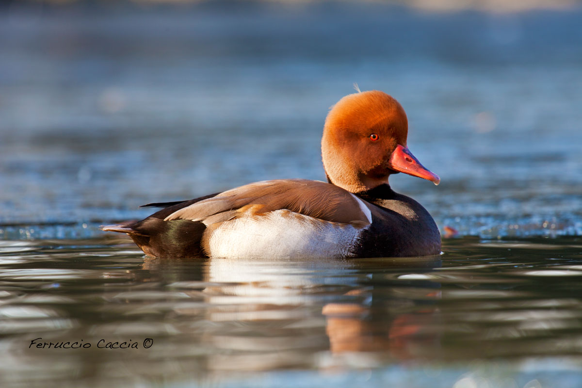 Pochard turkish