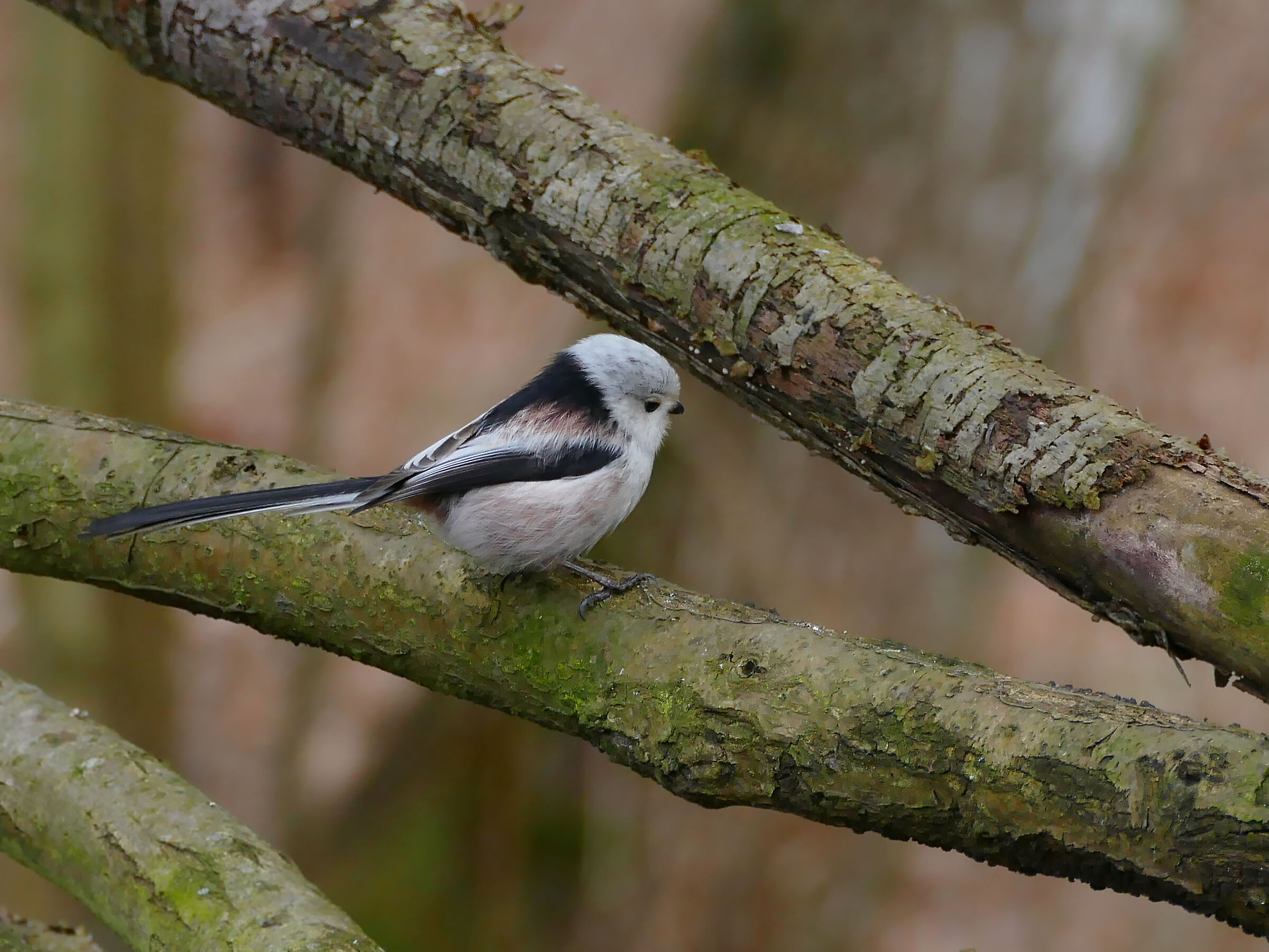 Raniuszek 3 (Aegithalos caudatus)