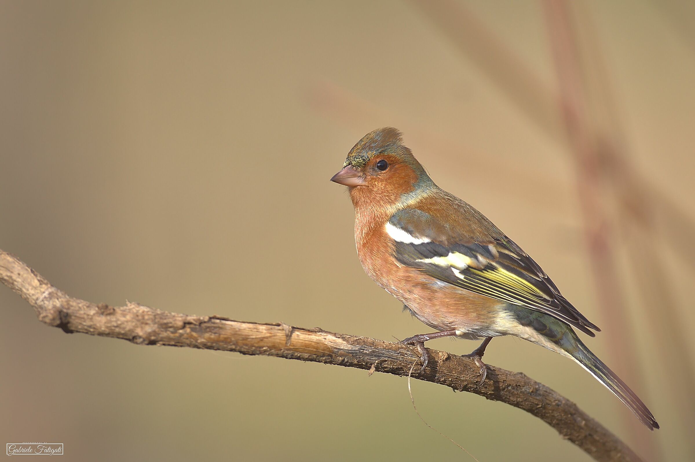 Chaffinch