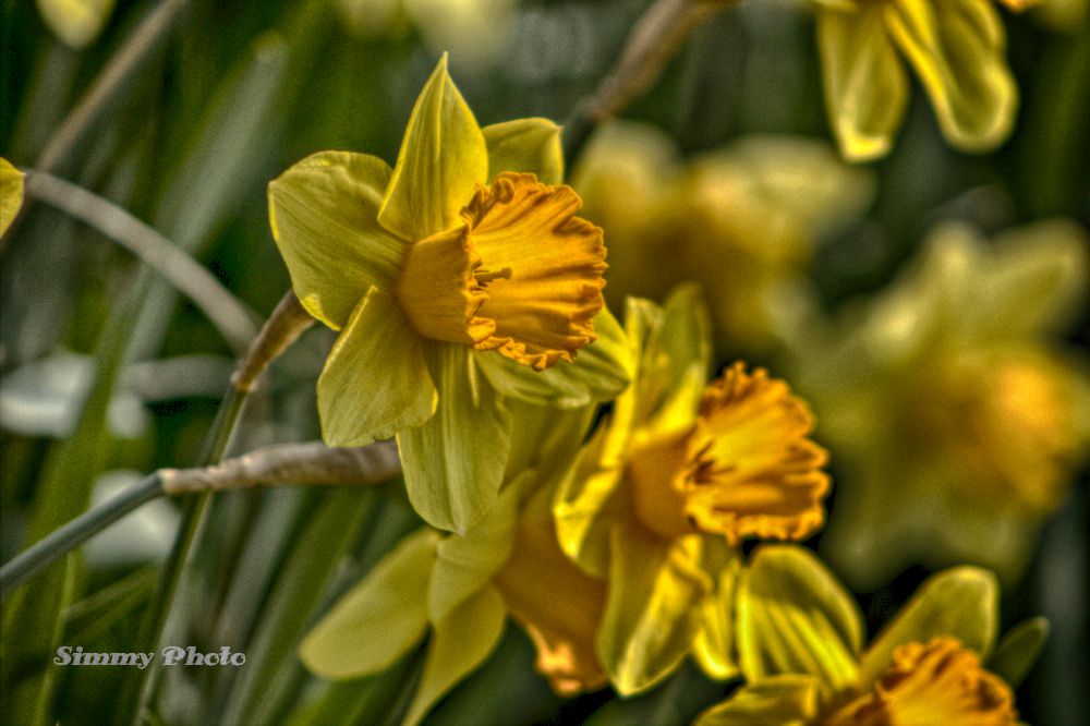 Qualche scatto nel mio giardino...