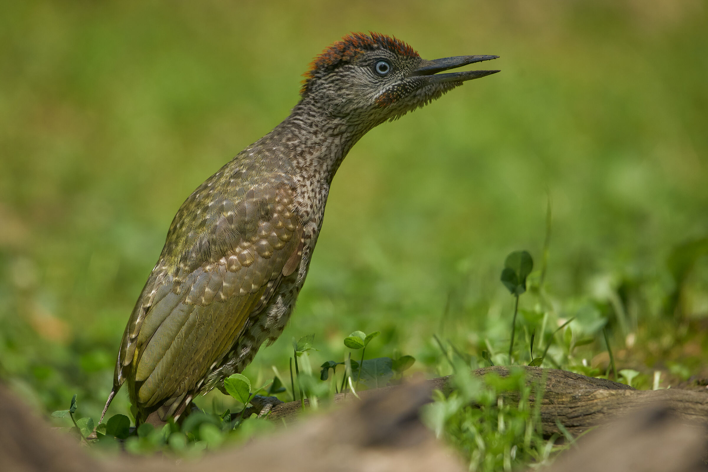 Picchio verde Inc****to