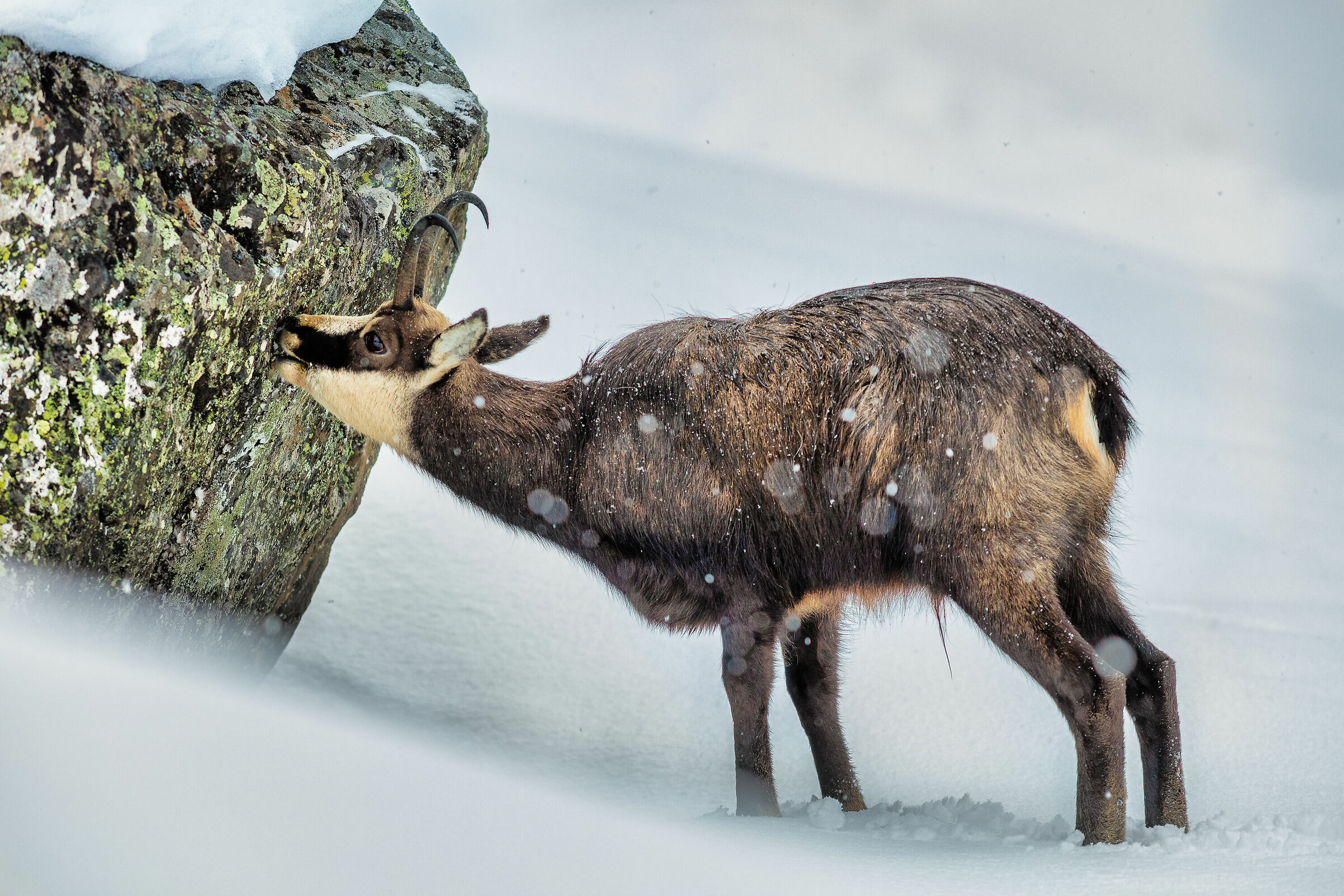 Camoscio in Gran Paradiso