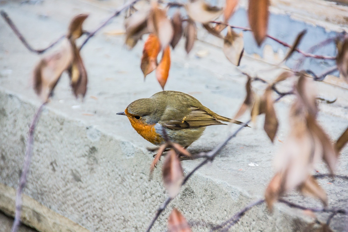Pettirosso cittadino