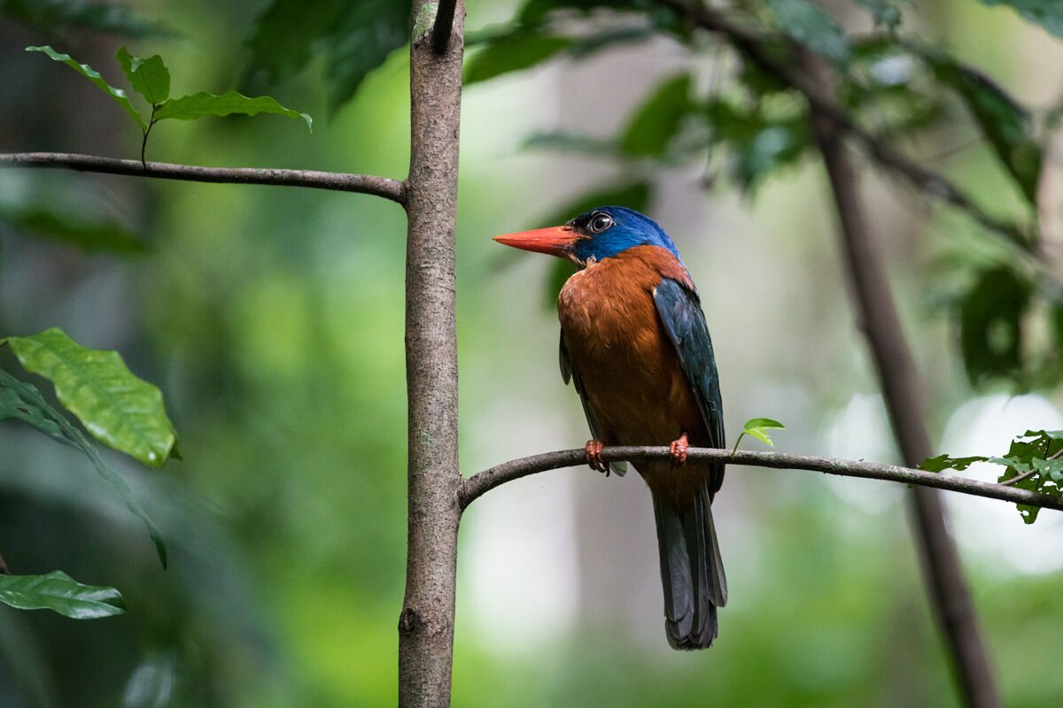 Kingfisher