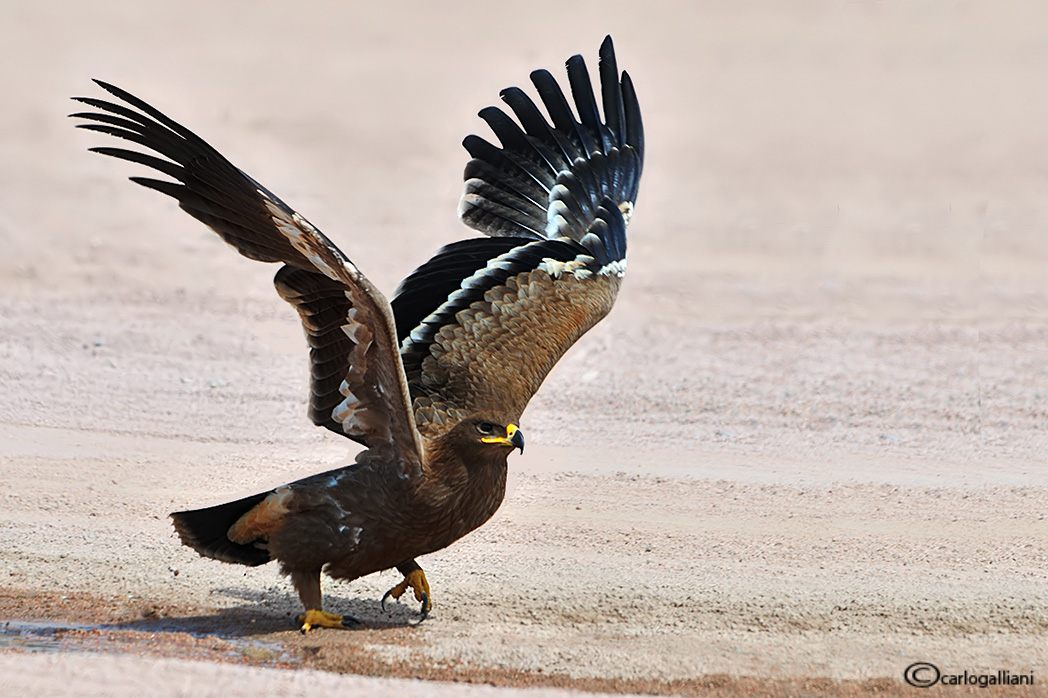 Eagle of the steppes