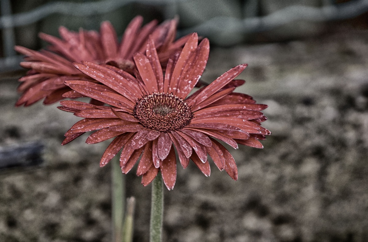 Il fascino della margheritona