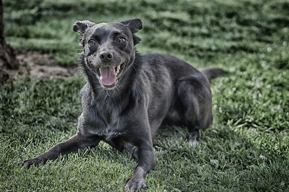 The Shaky ... called "The Gypsy"