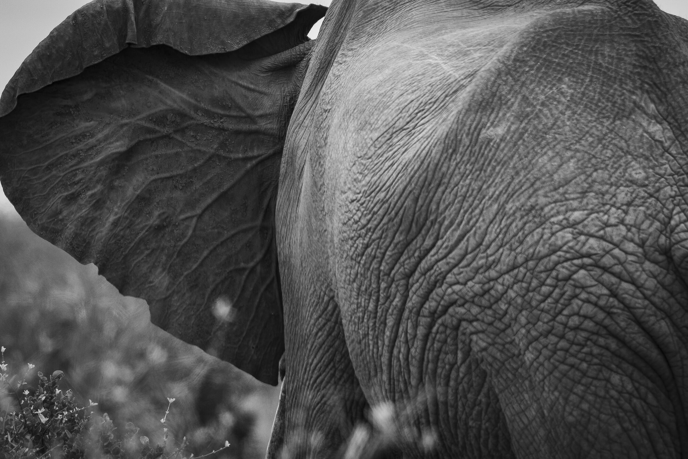 Elefante b/n