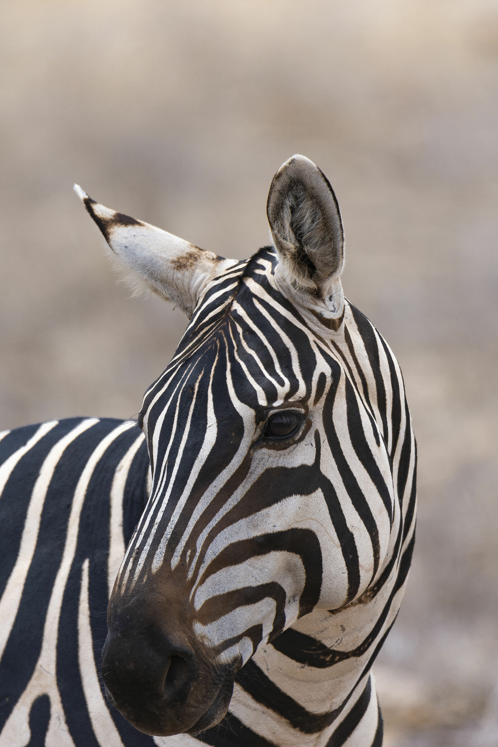 Zebra
