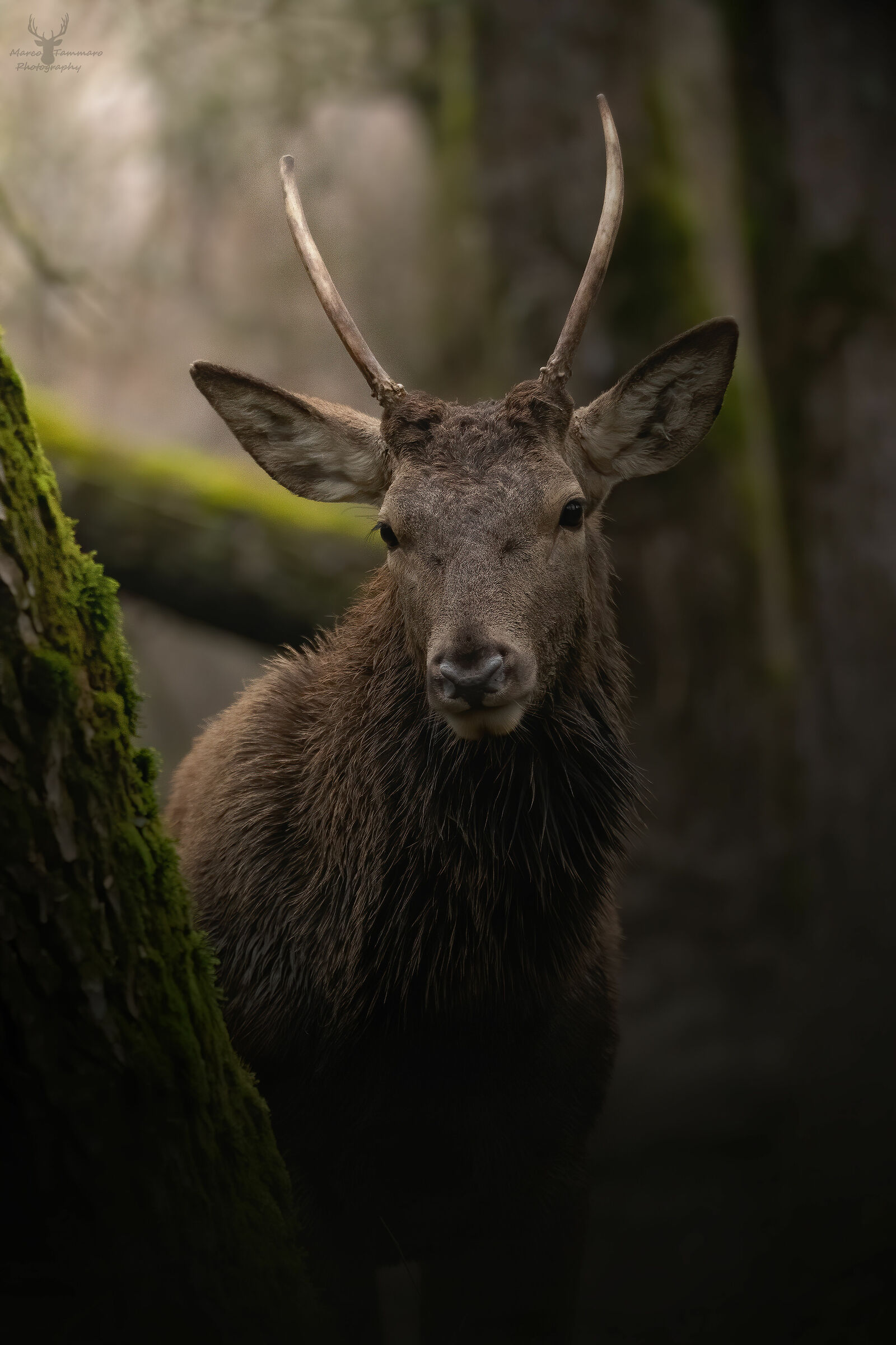 Giovane cervo nei boschi del pnalm