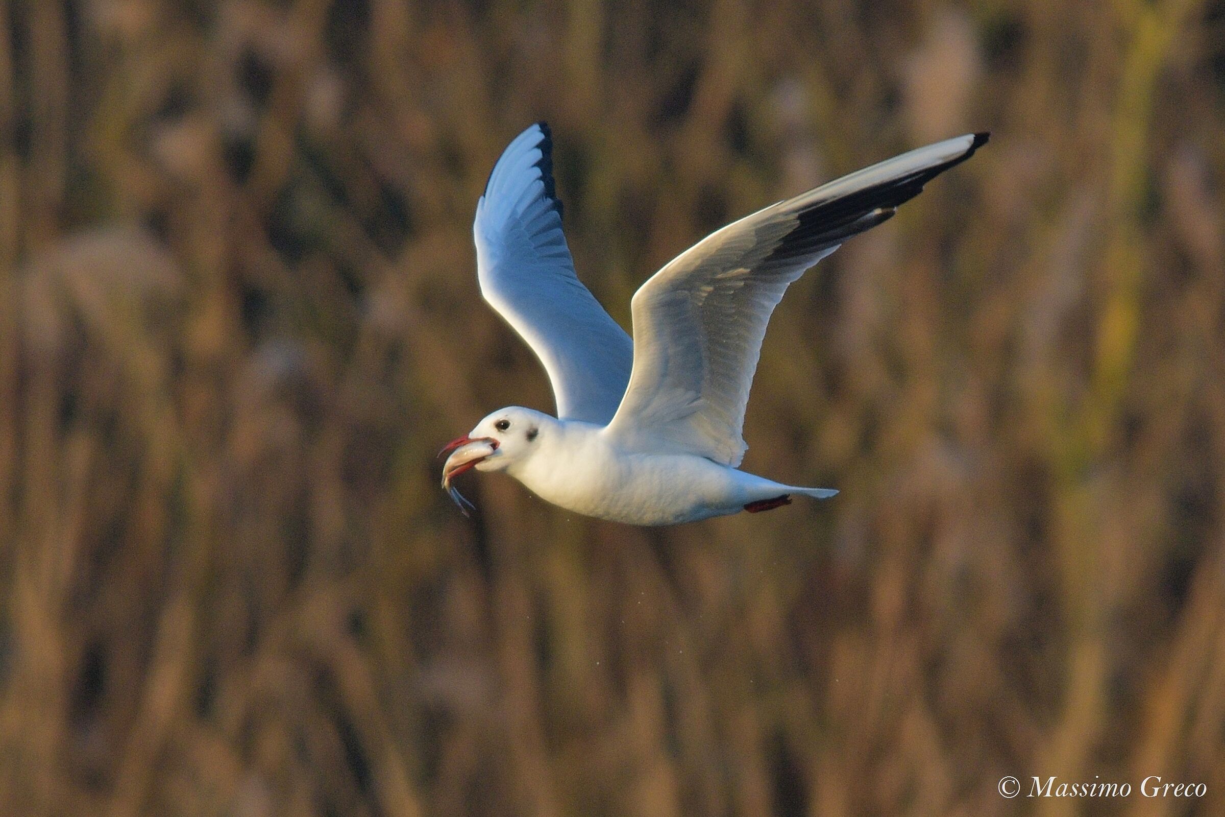 Seagull with prey
