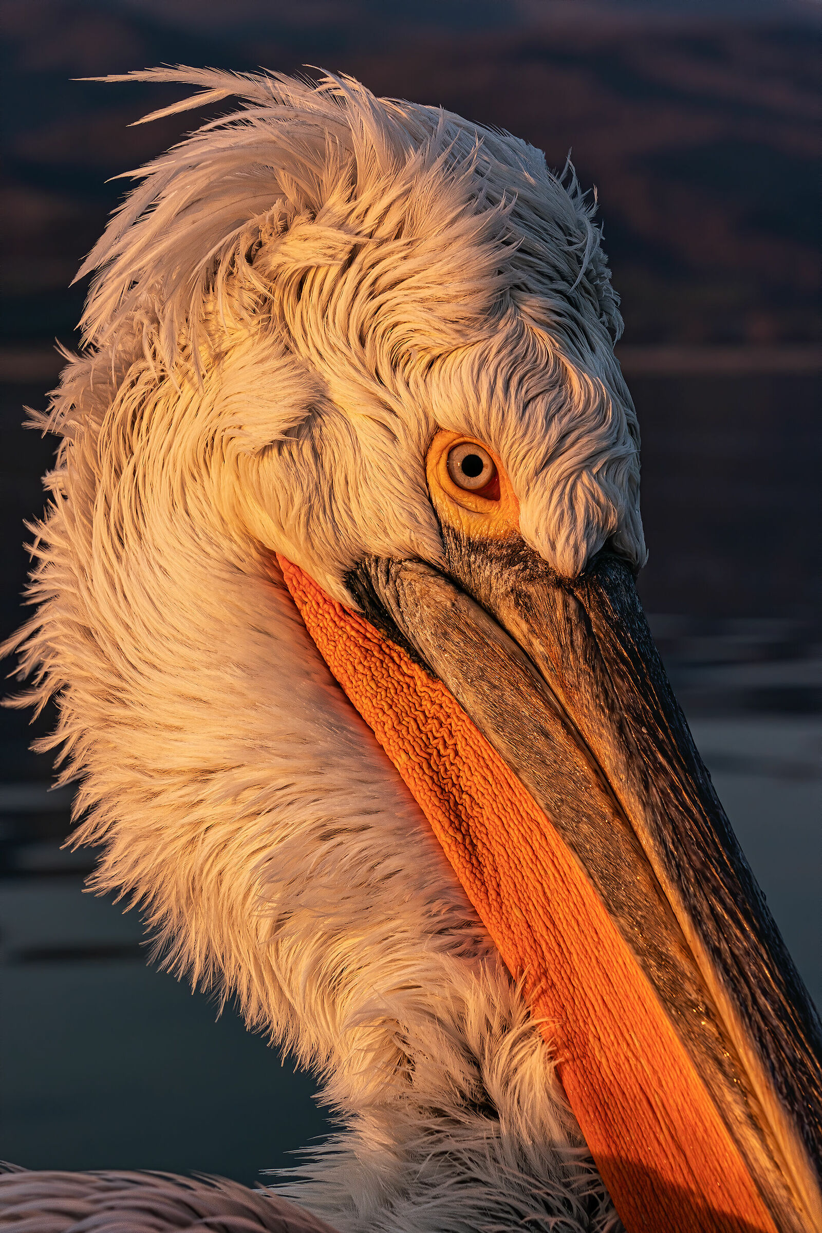 The "hedgehog" in the light of dawn