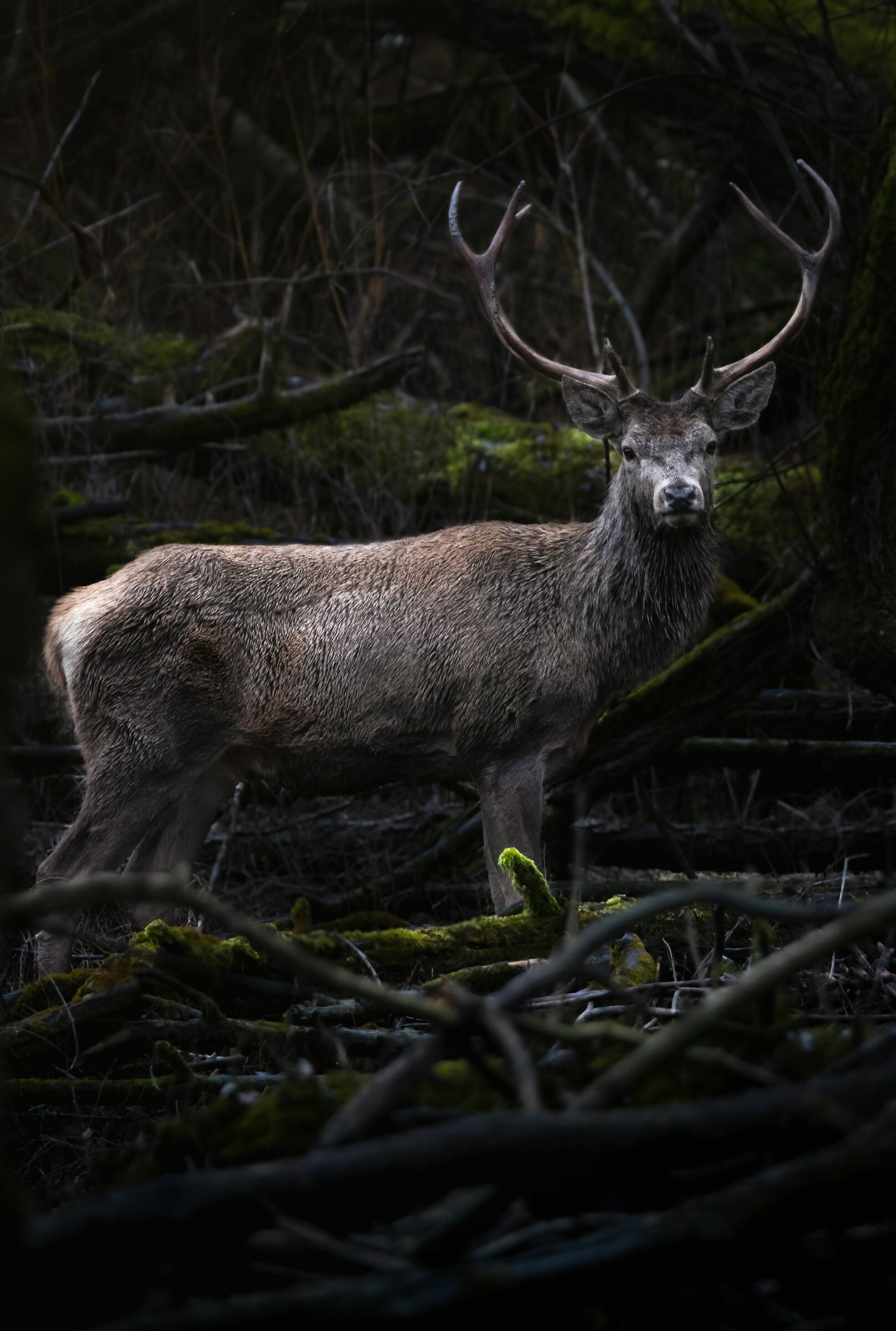 Deer.