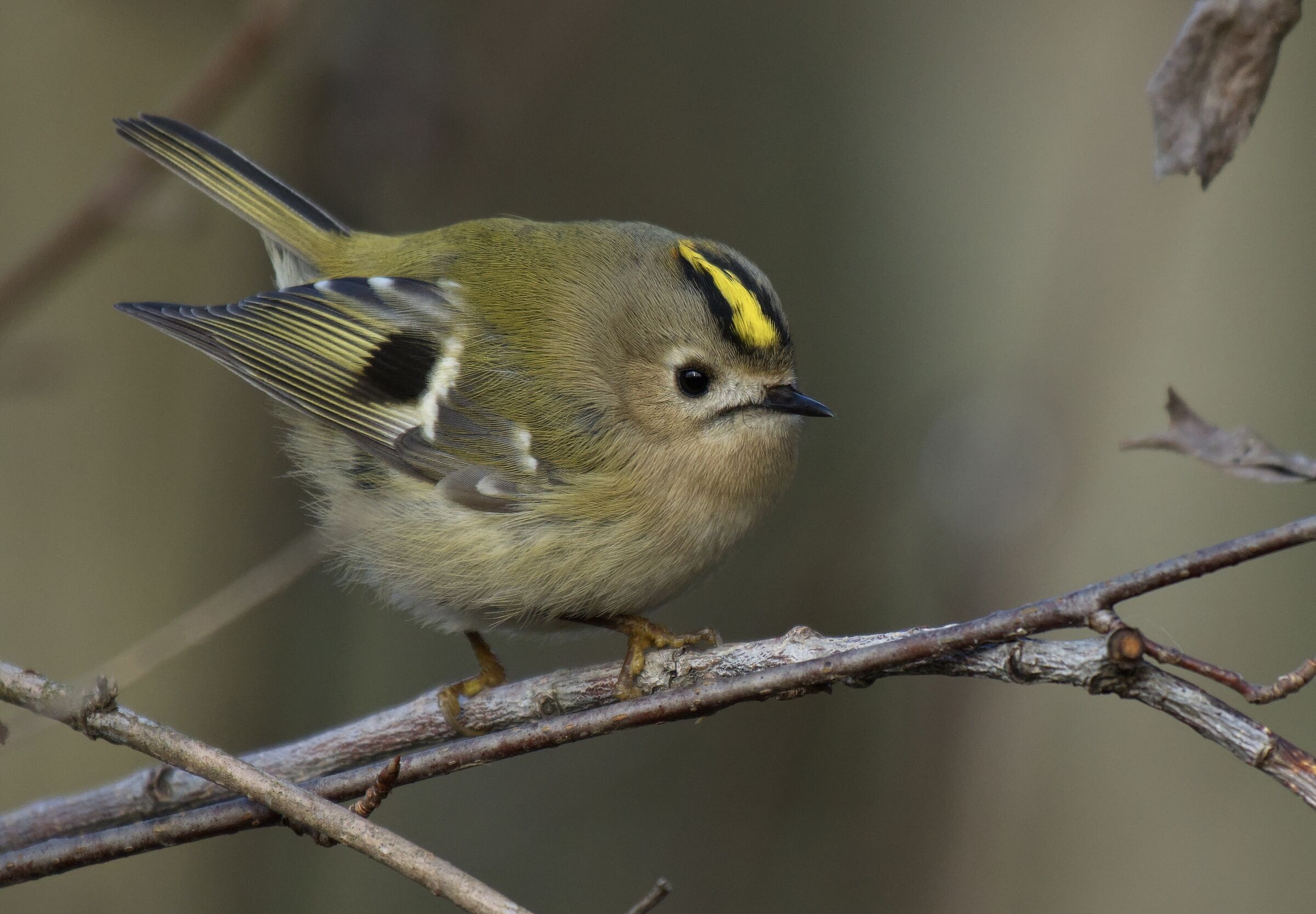 Il batuffolino mai fermo
