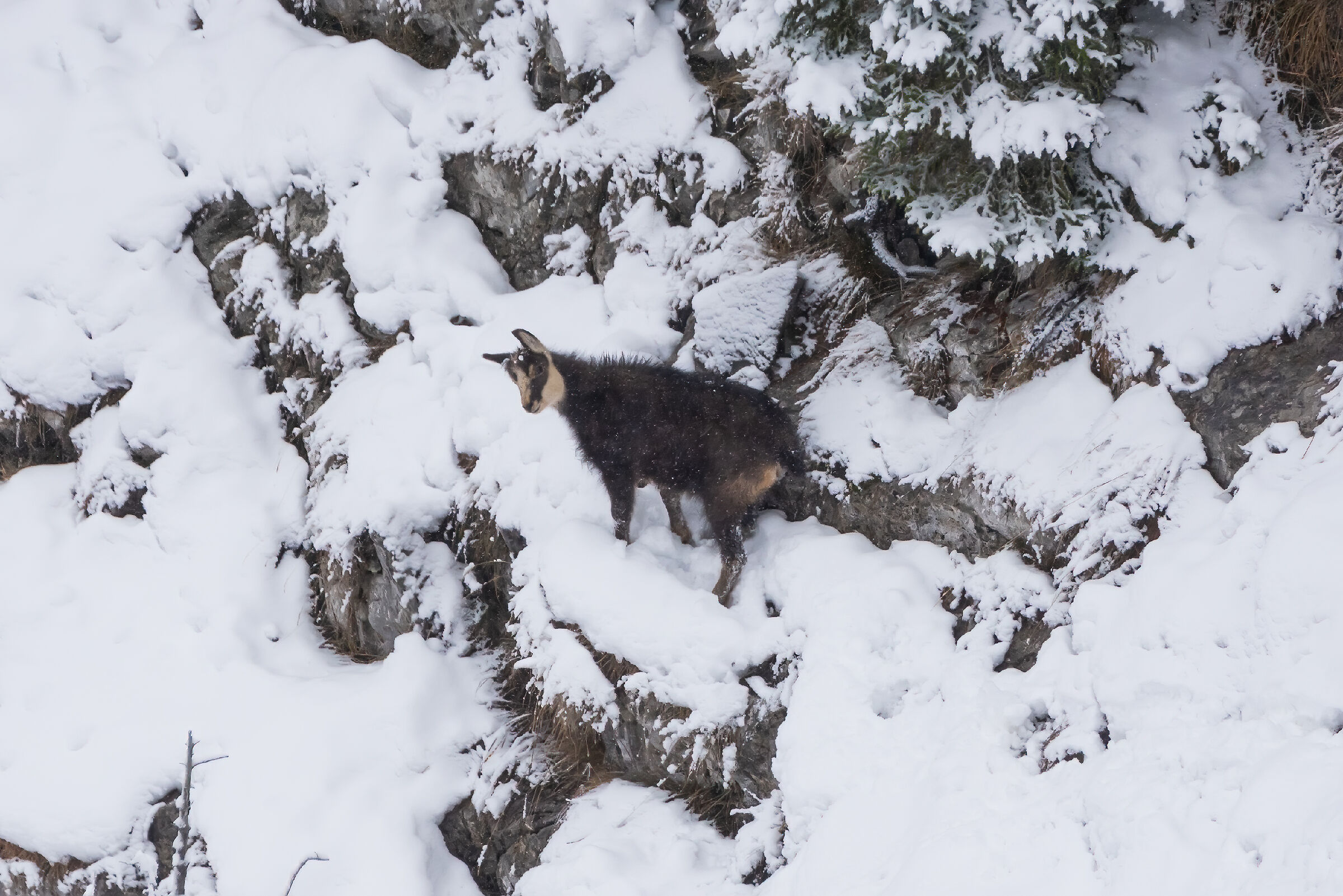 Giovane camoscio nella neve