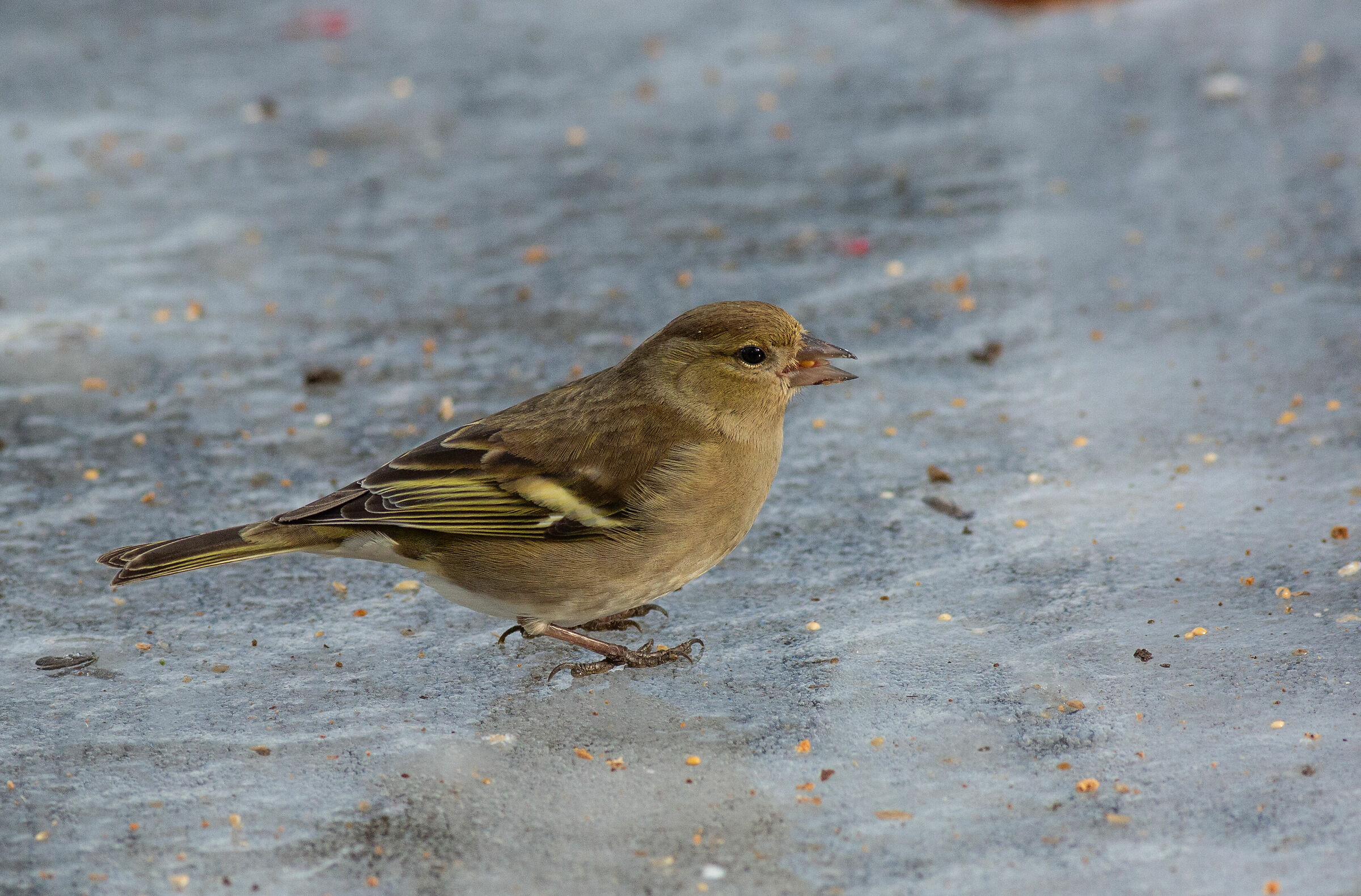 Passera scopaiola sul ghiaccio