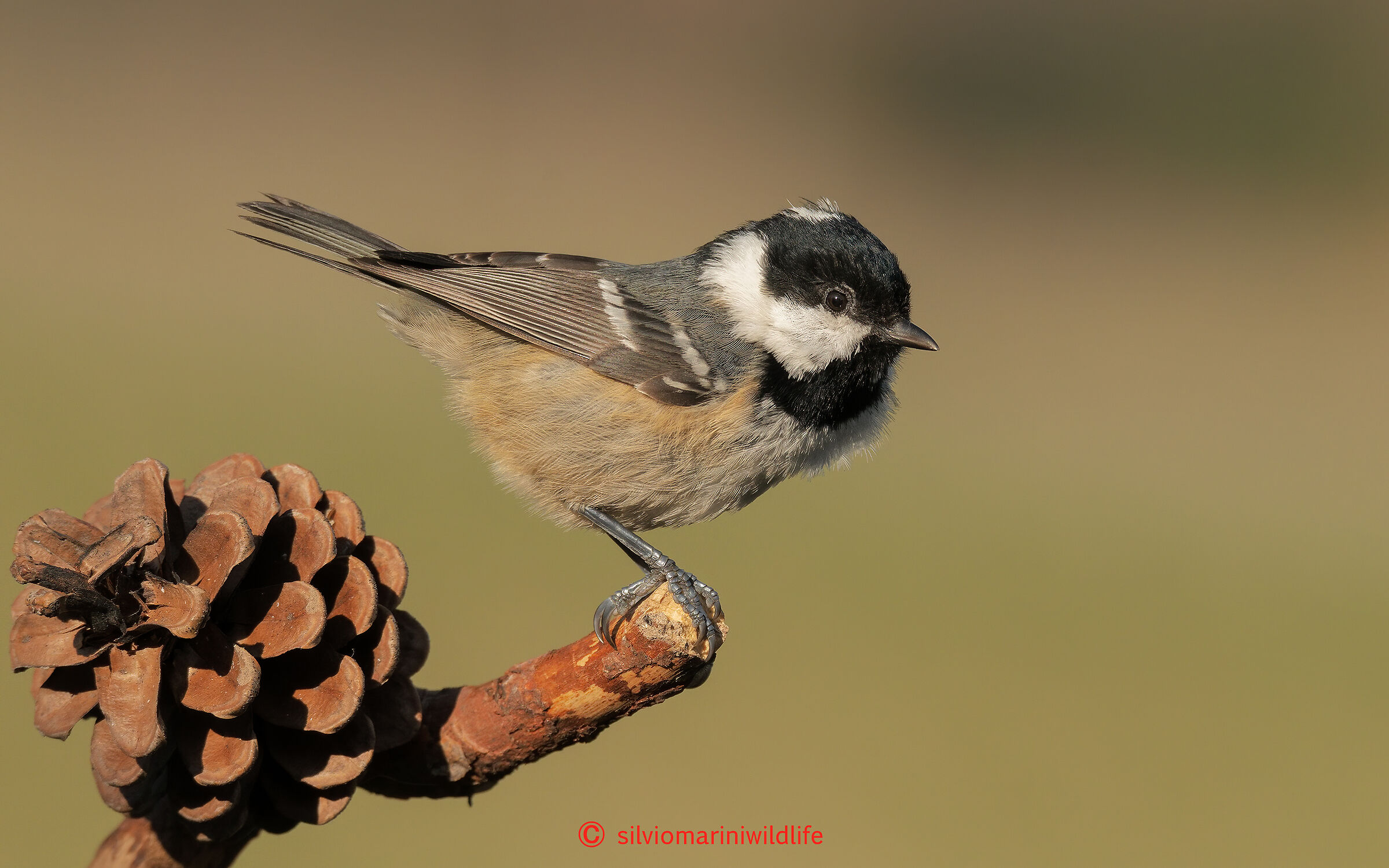 Cincia mora (Parus ater)