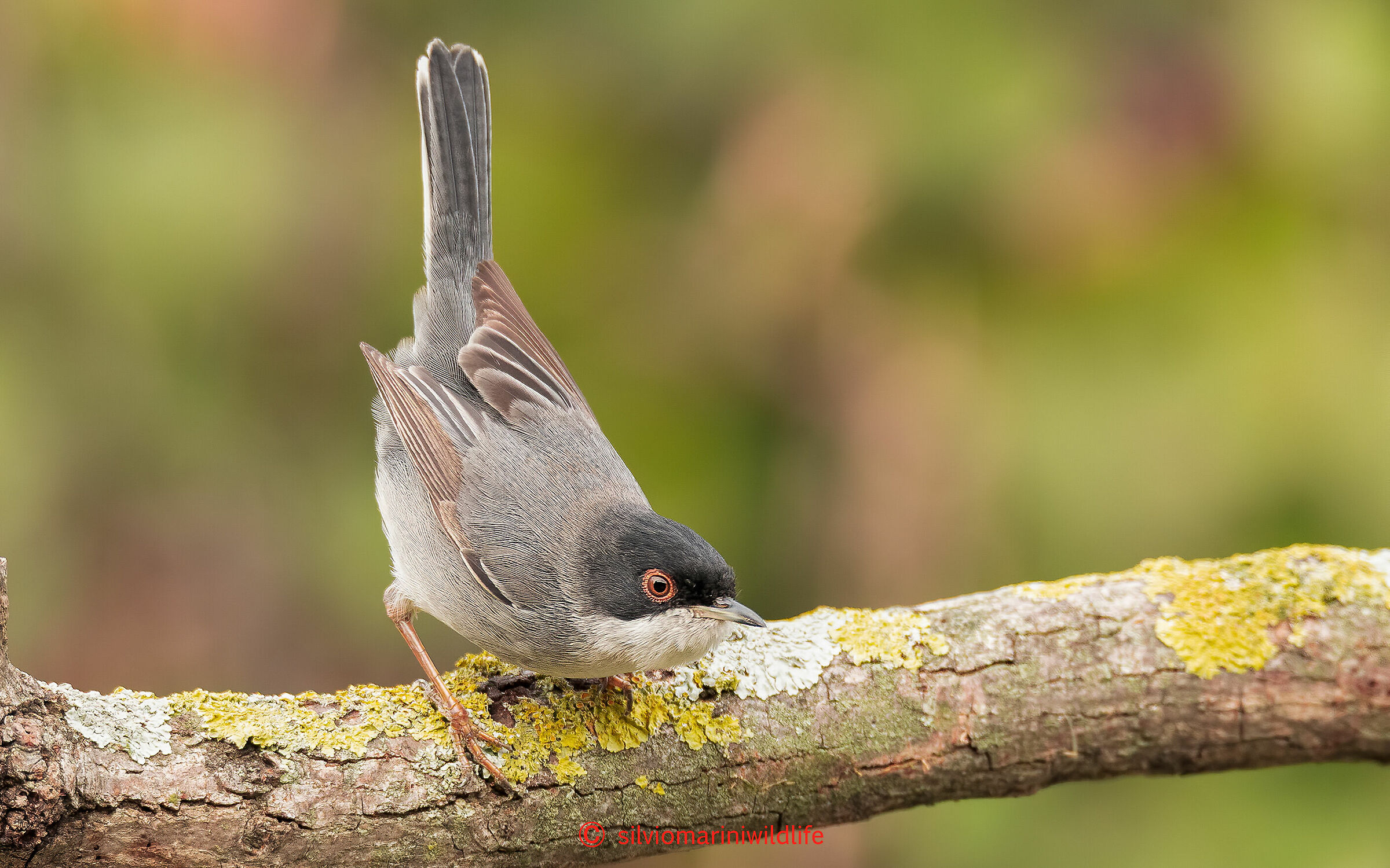 Occhiocotto  (Sylvia melanocephala) male