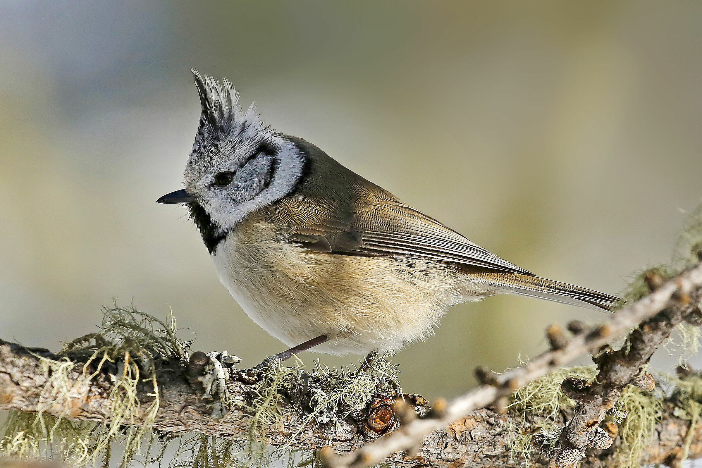 cincia dal ciuffo -  Lophophanes cristatus
