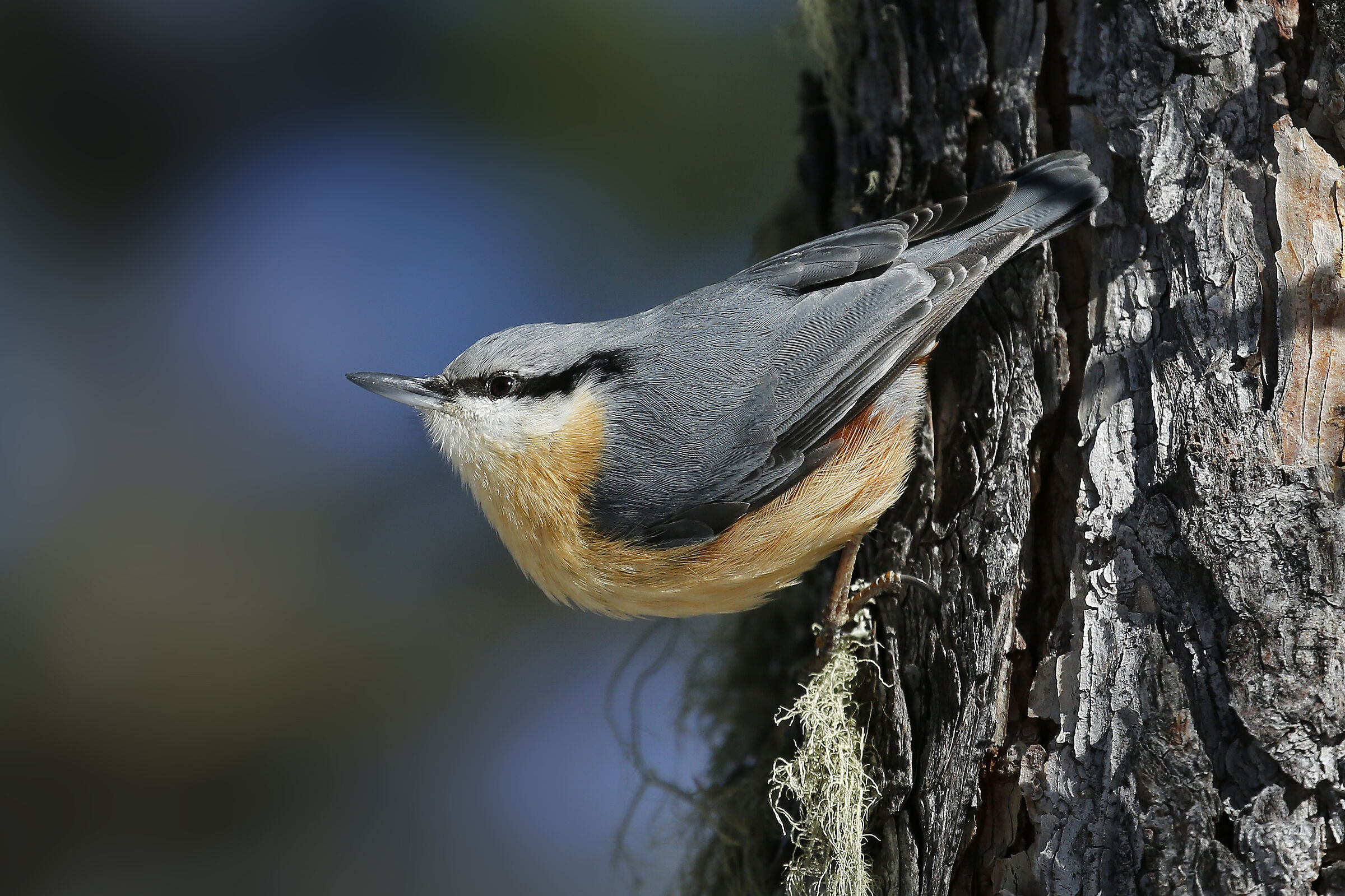 picchio muratore - Sitta europaea