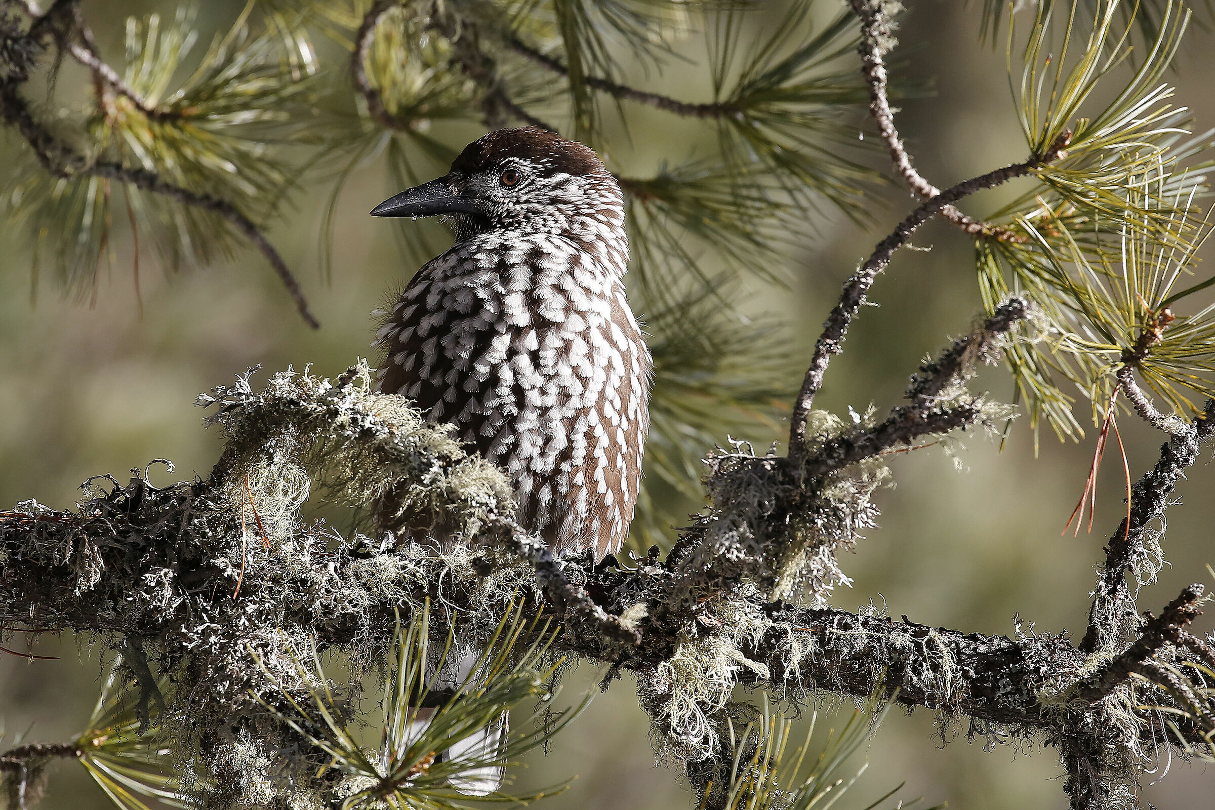 nocciolaia - Nucifraga caryocatactes
