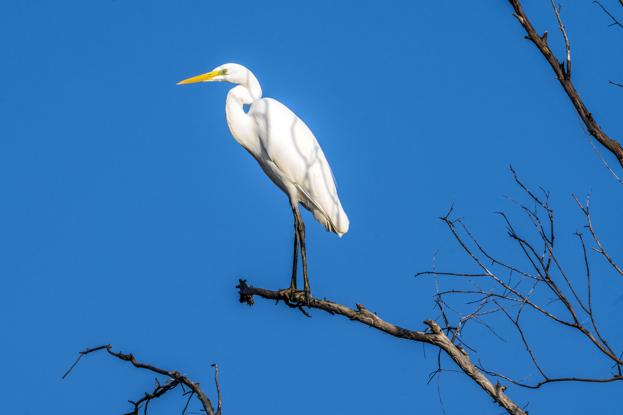 Major white heron