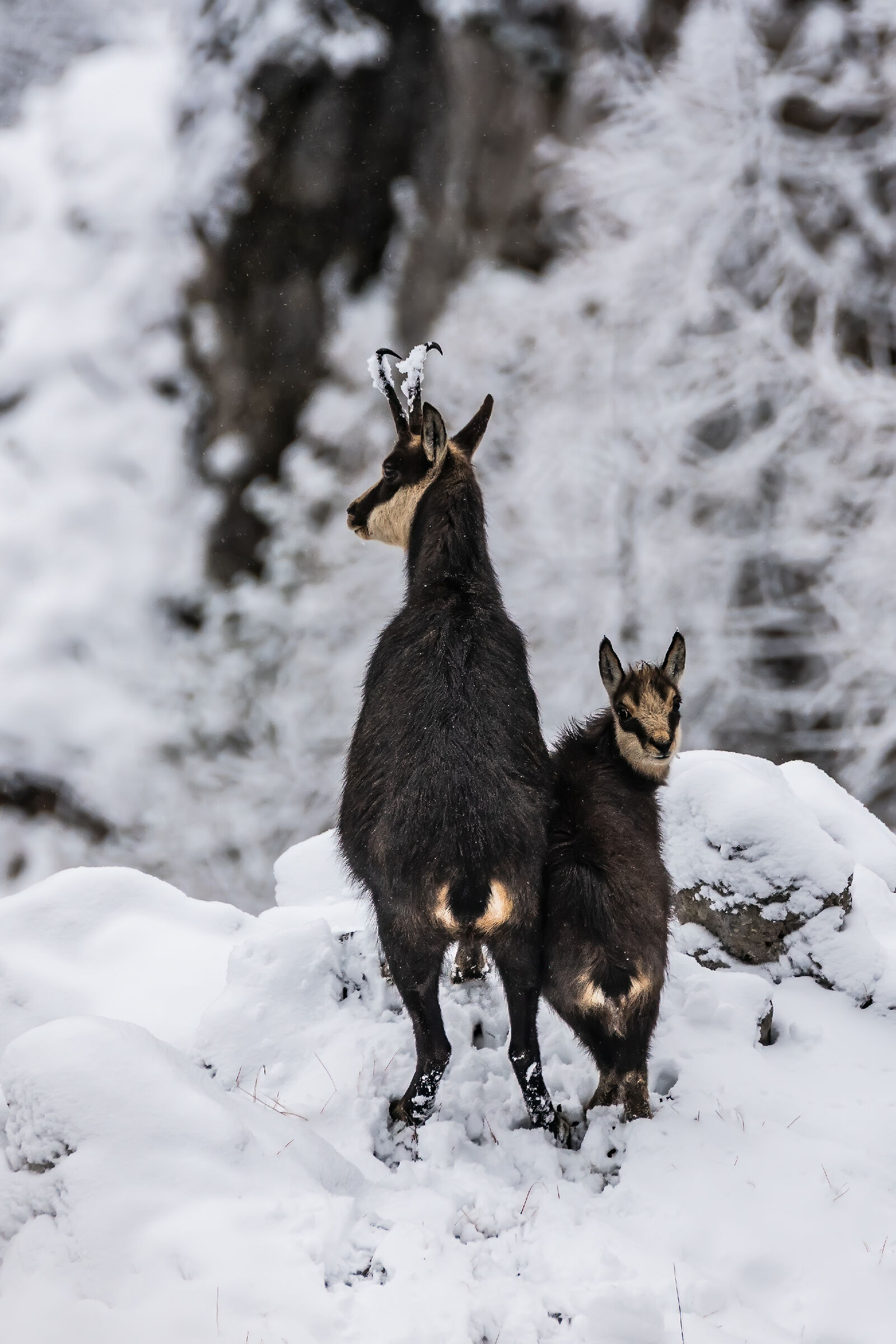 Camosci nella neve