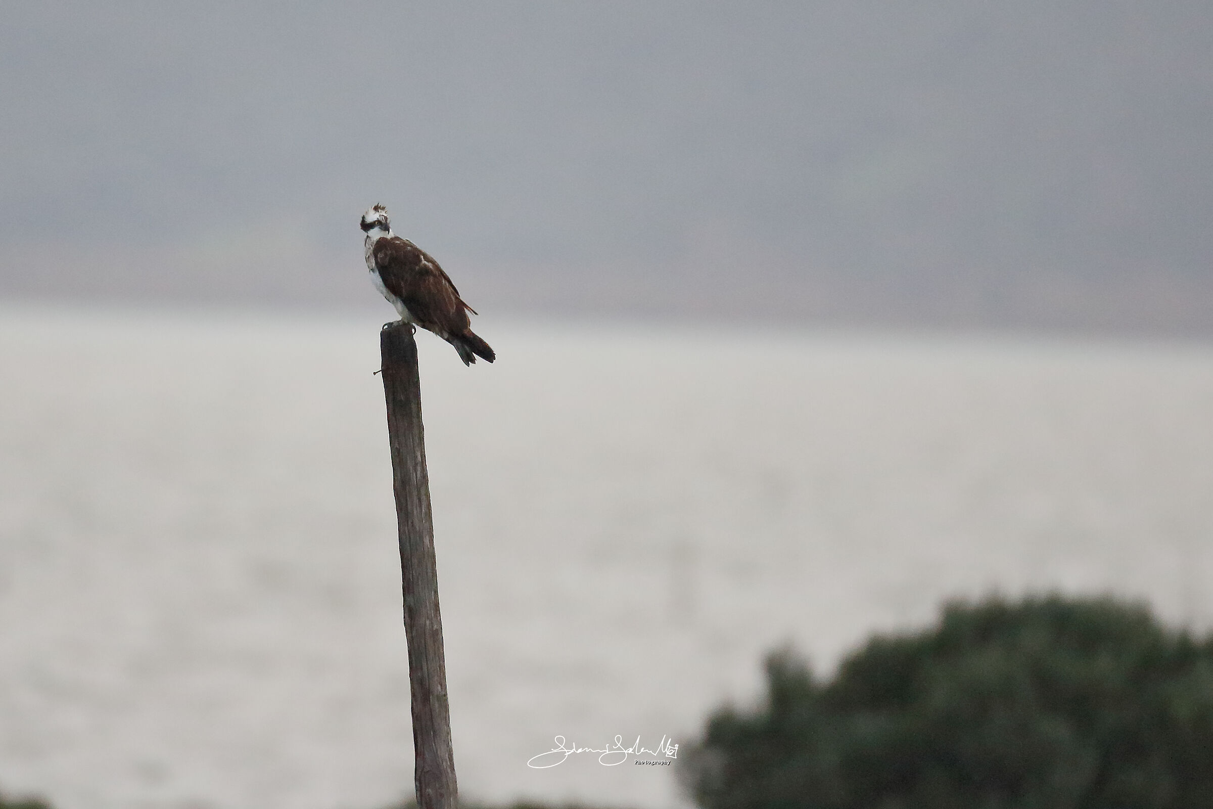 Osprey (Pandion haliaetus, Linnaeus, 1758)