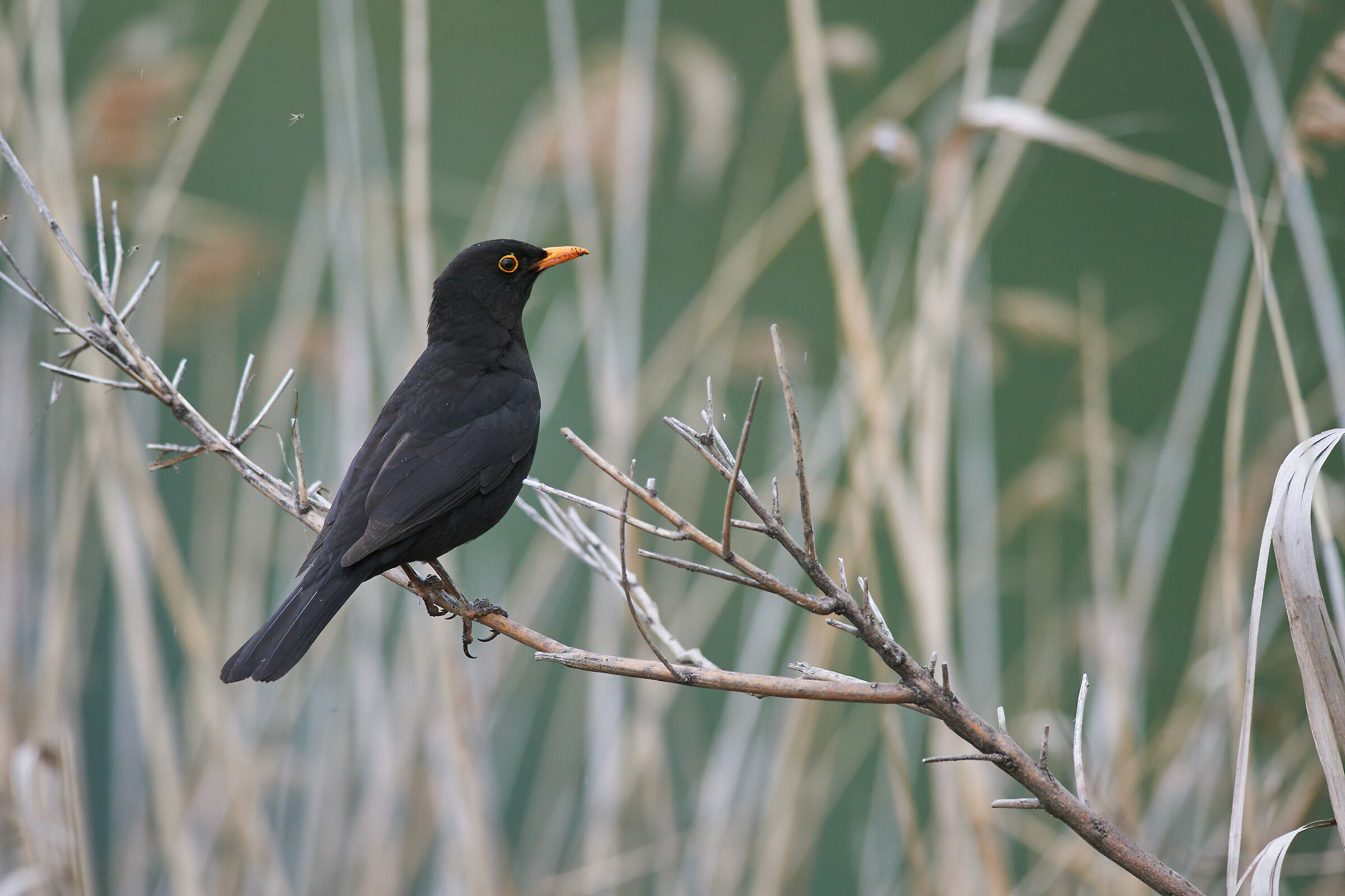 Marsh blackbird.