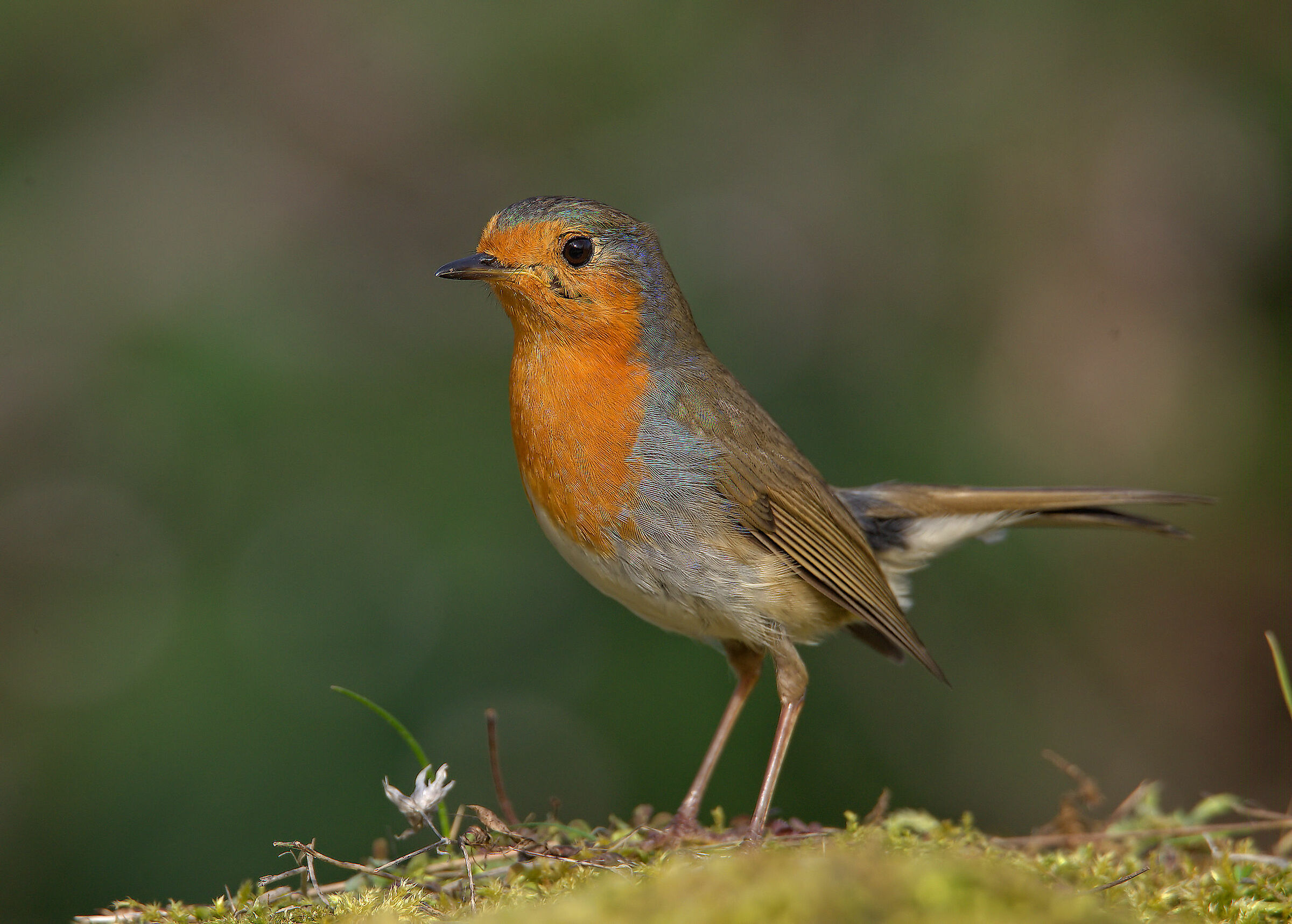 Robin