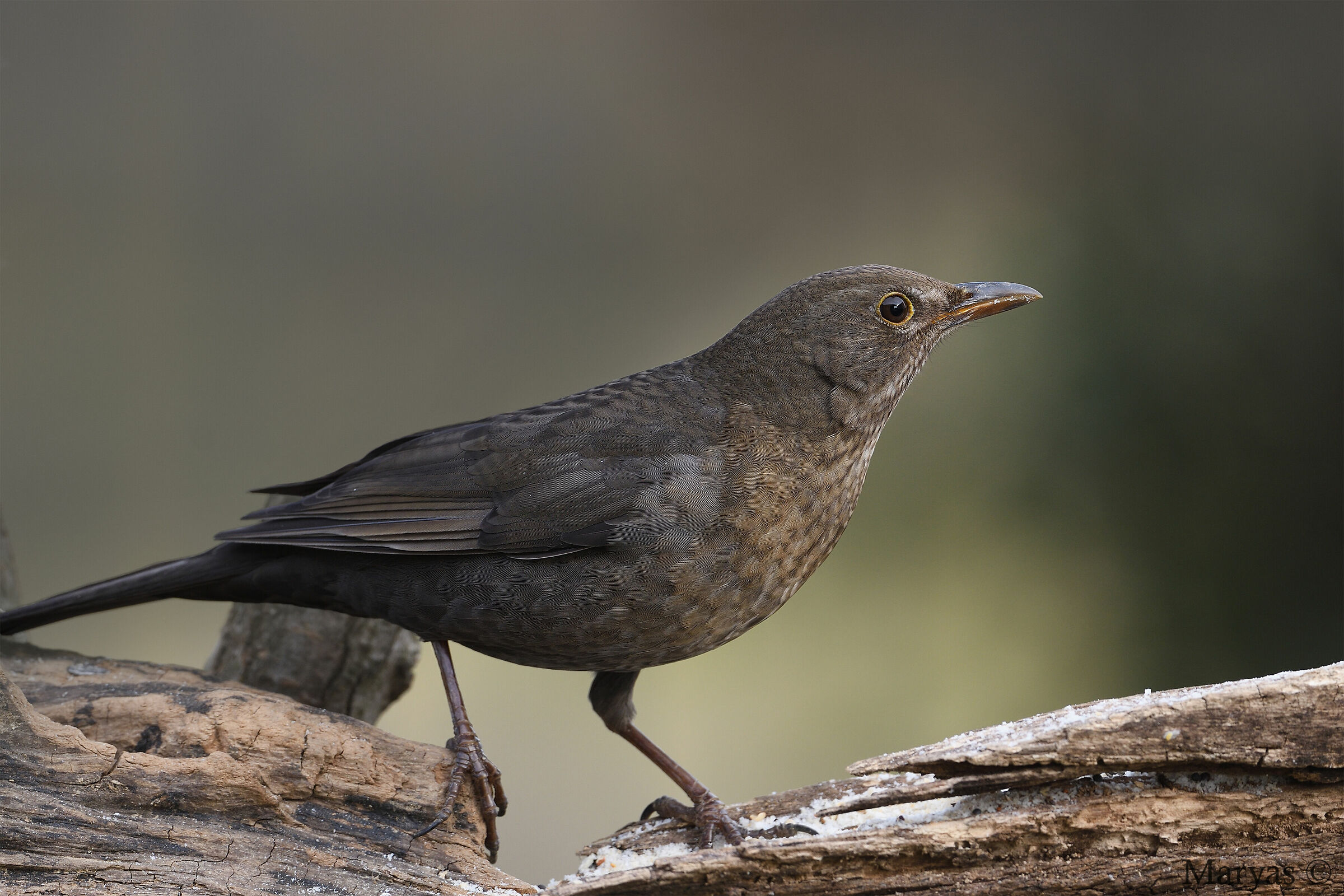 I giorni del...la Merla