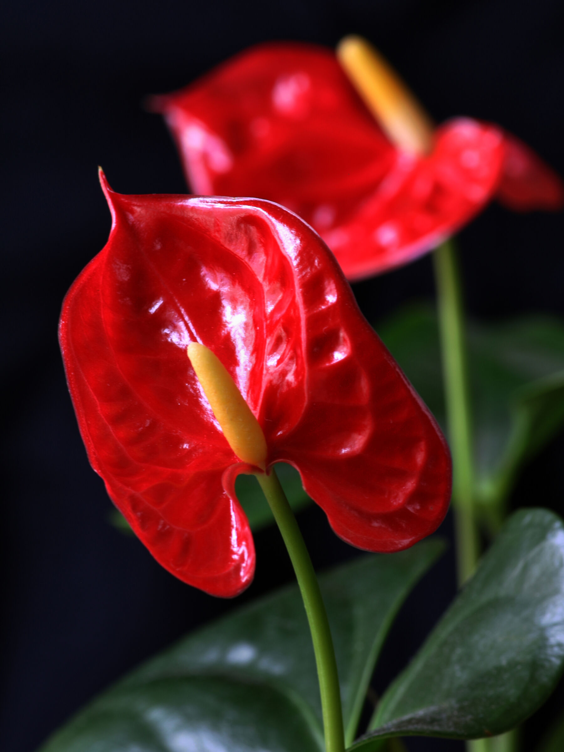 Anthurium