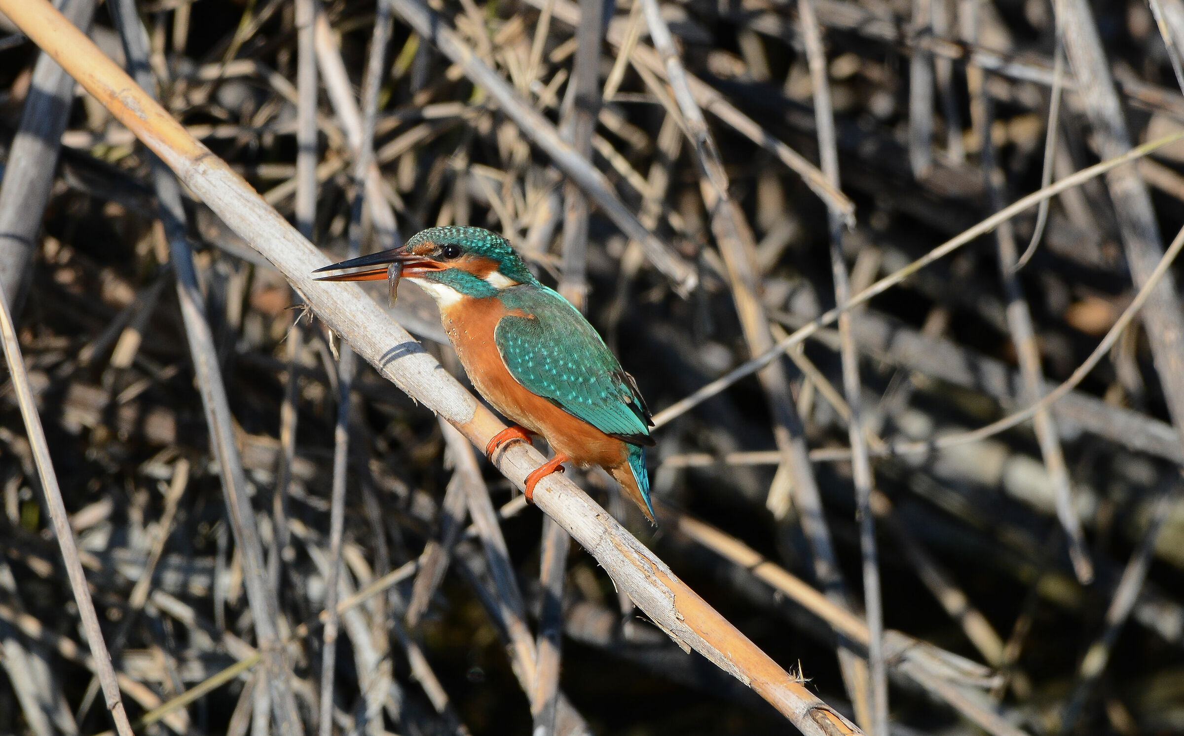 Kingfisher