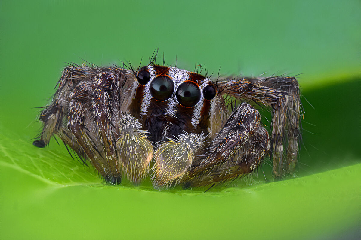 Jumping spiders